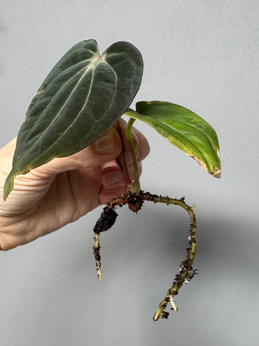 Anthurium ((RG Dressleri x Carlablackiae)xBVEP) X Carlablackiae C1