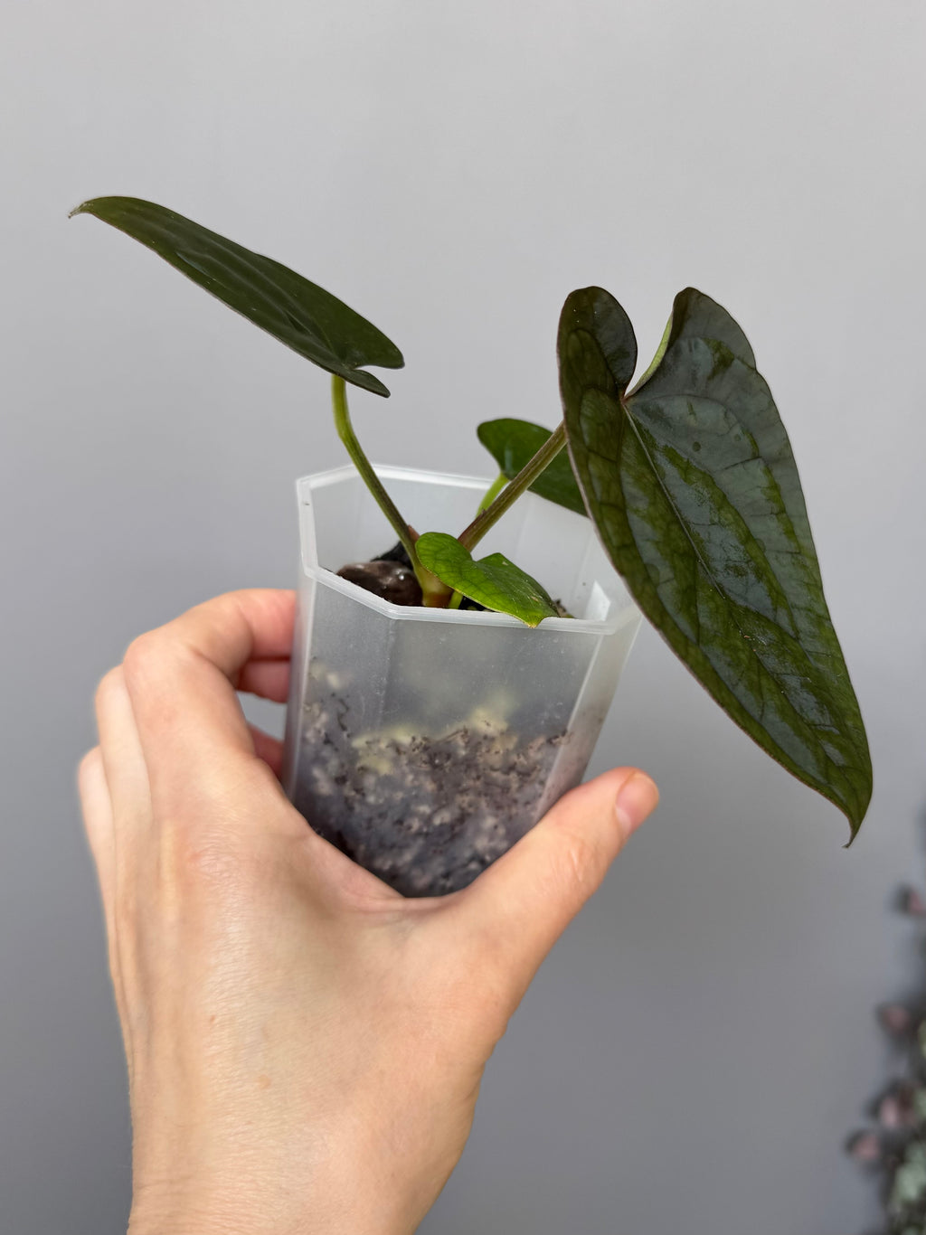 Anthurium Dressleri RG F2 x black (Grant)