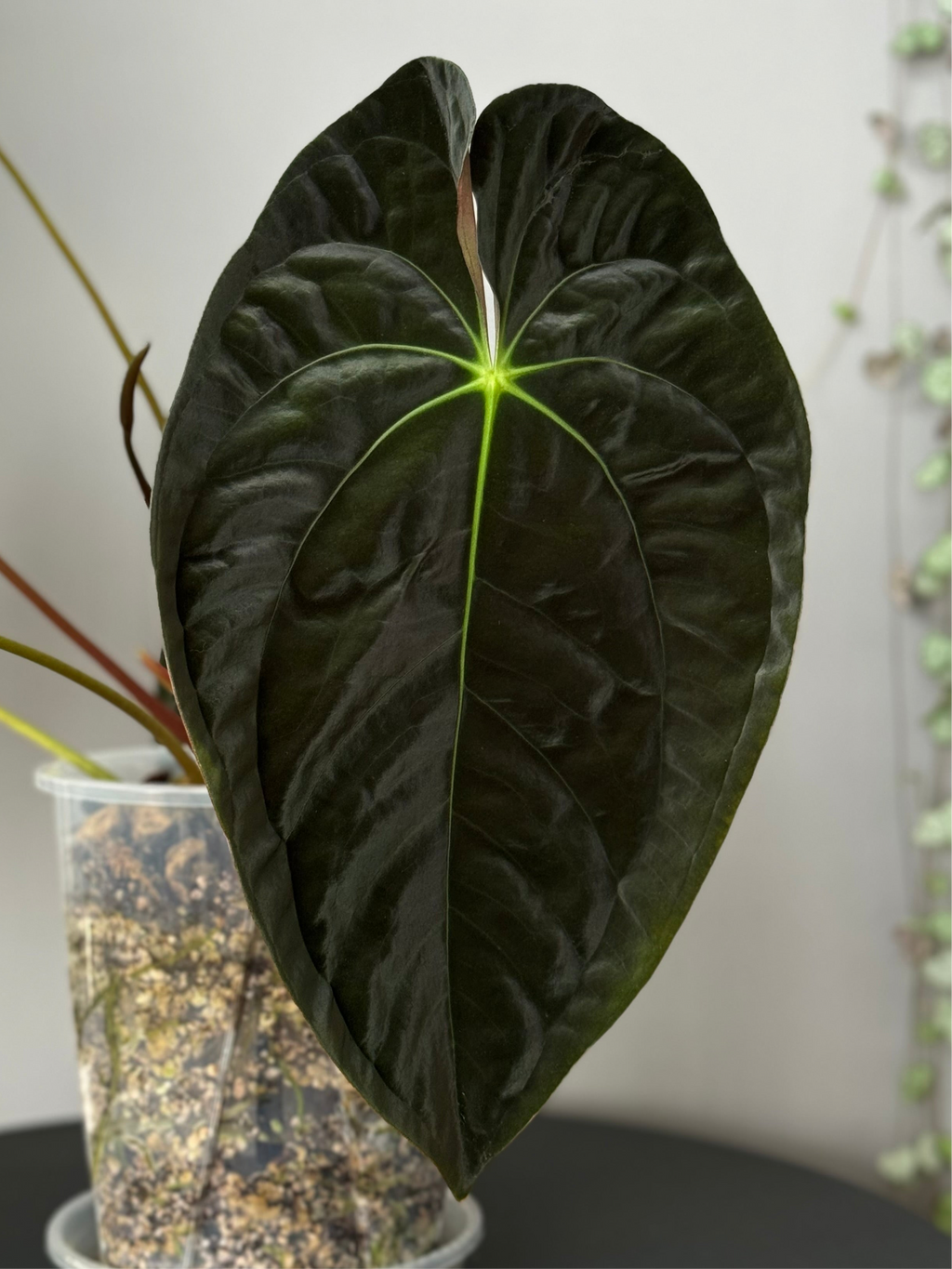 *NEU - Papillilaminum x  (Fort Sherman x RVDP) - gekeimte Samen