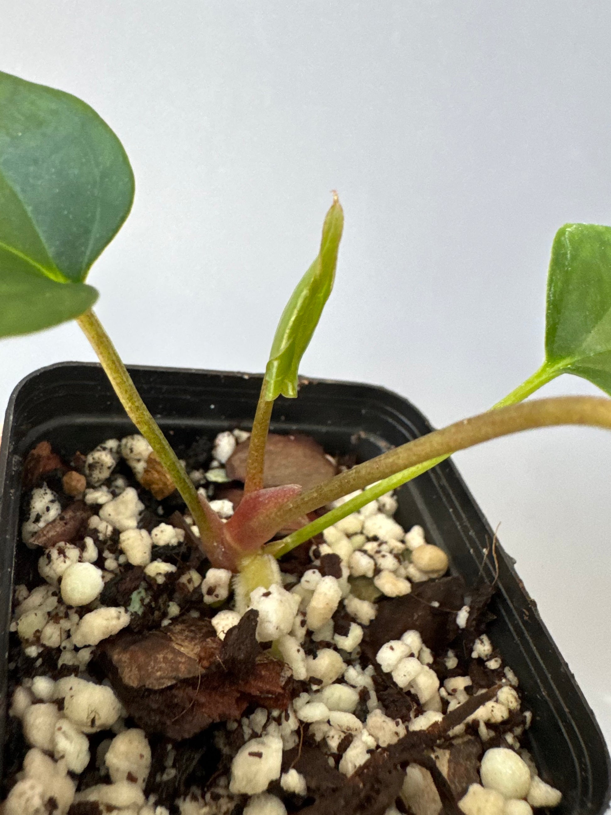 Anthurium Mr. Worldwide x BVEP RoundxFelix (#3) (by variegated_stringray)