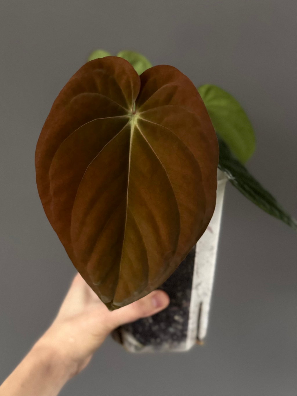 Anthurium BVEP RF1 x Dark Star (Grant)
