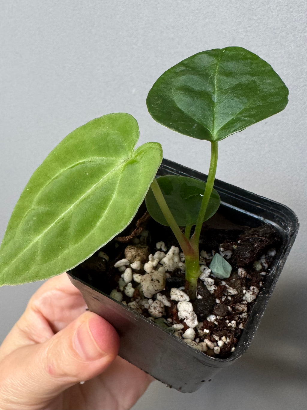 Anthurium forgetii dark form x Carlablackiae