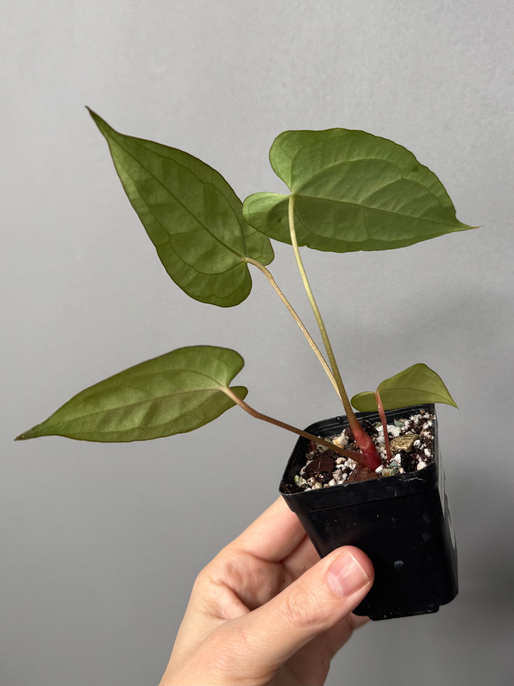 Anthurium crystallinum x papillilaminum
