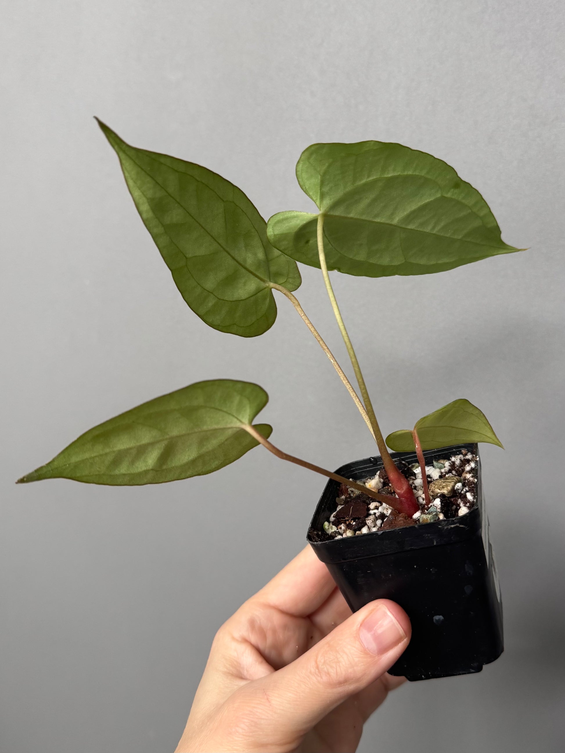 Anthurium crystallinum x papillilaminum