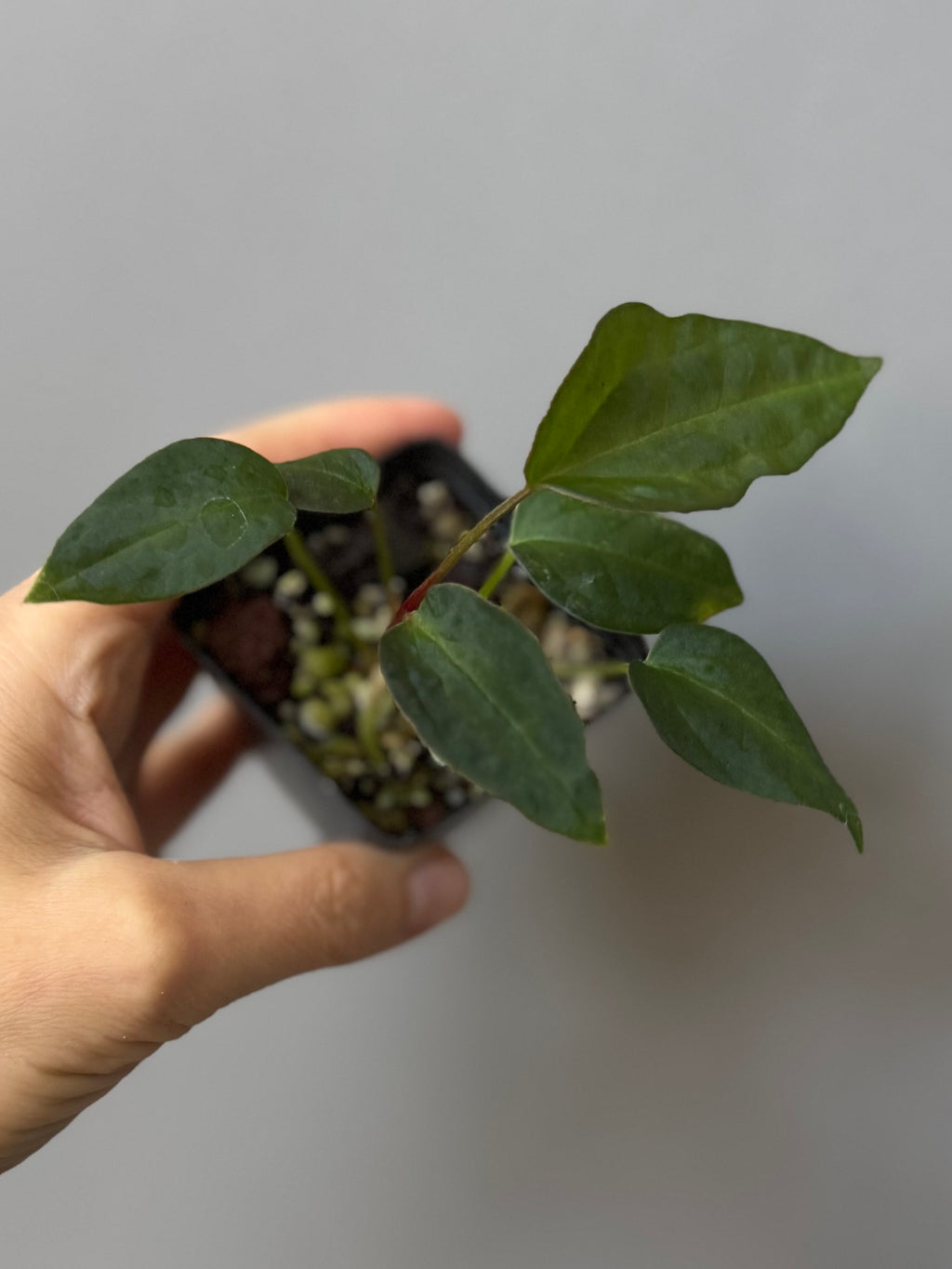 Anthurium (MagCrystal x NoID) x Papillilaminum