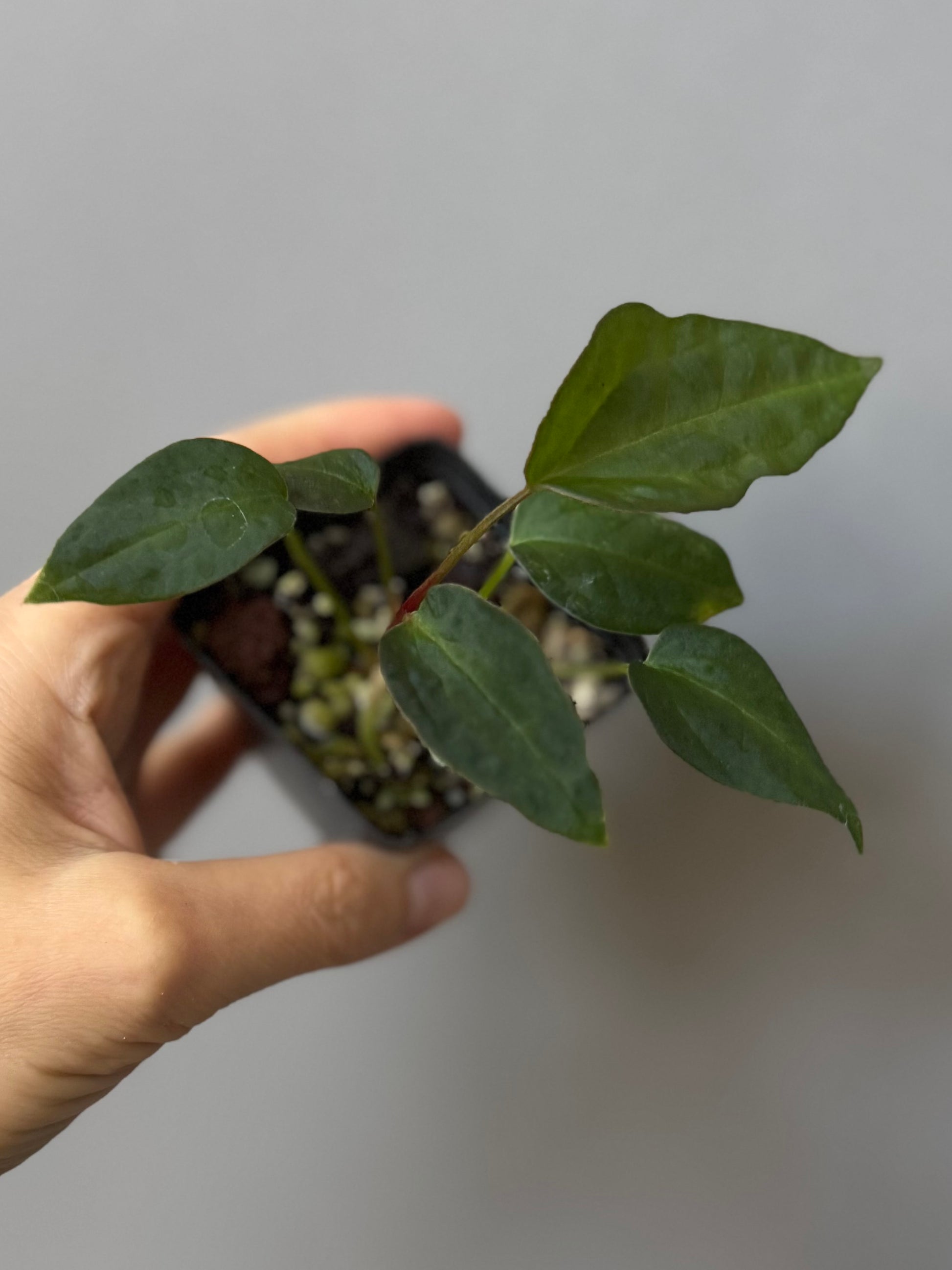 Anthurium (MagCrystal x NoID) x Papillilaminum