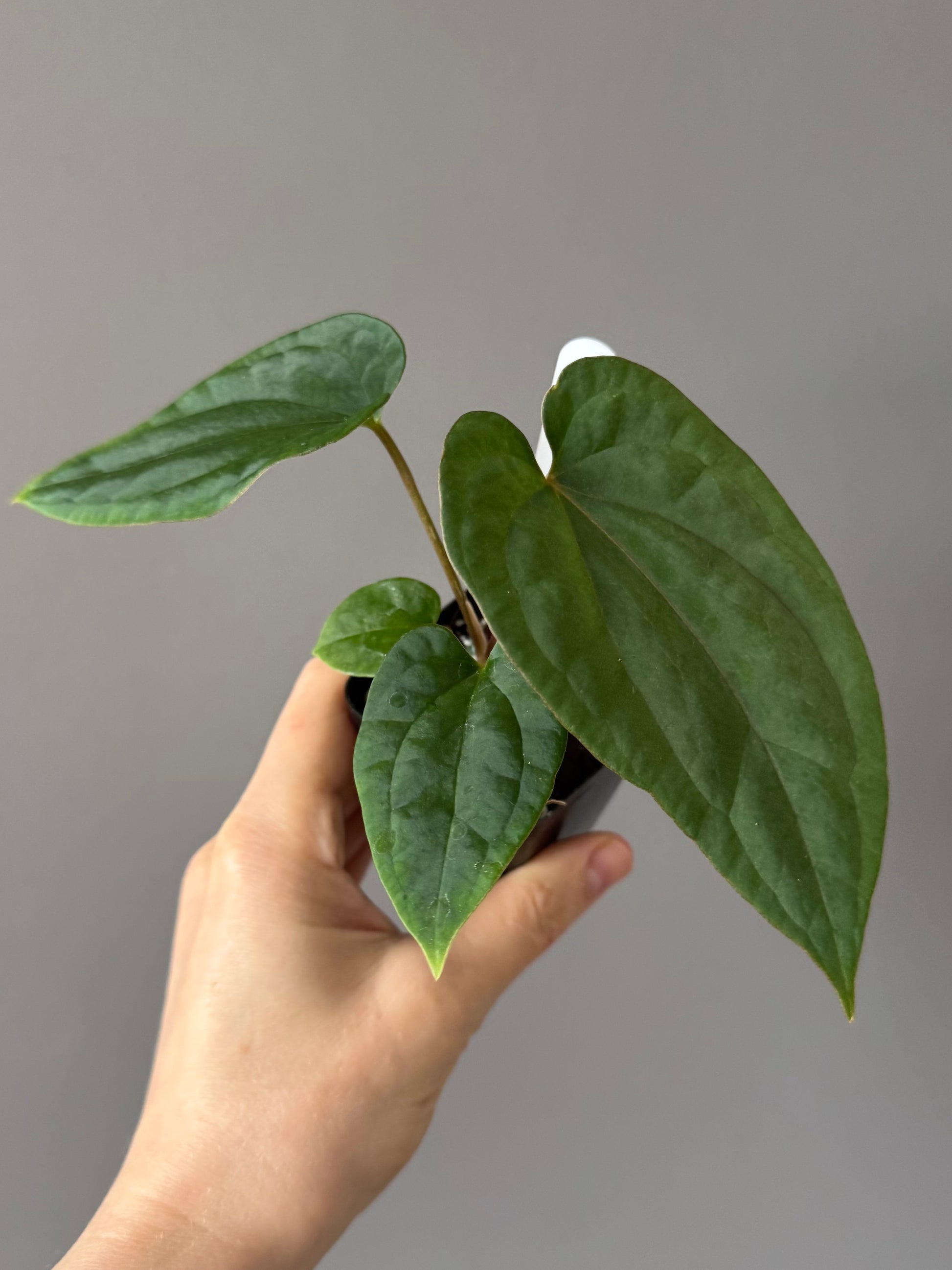 Anthurium (BVEP x Kuna) x (BVEP RxF x F) by thelonelysanctuary