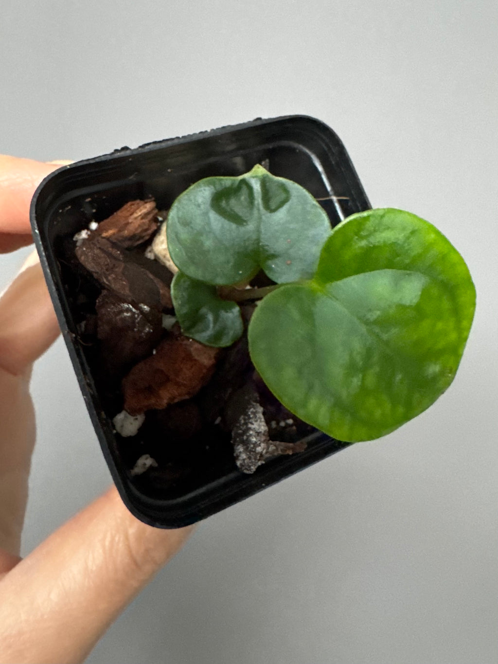 Anthurium Papillilaminum round x Darkest Panama