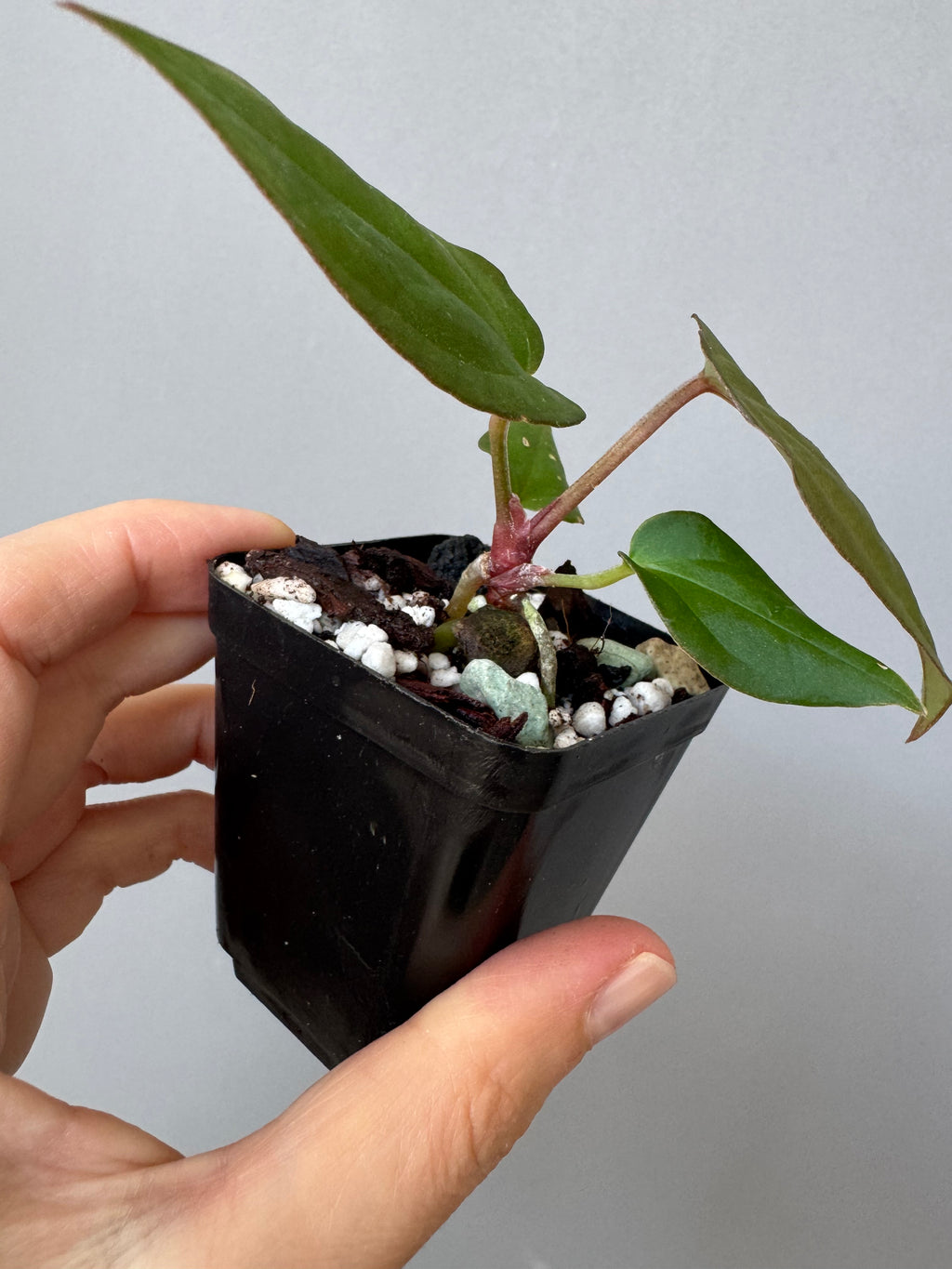 Anthurium BVEP x (Red Crystallinum x BVEP)