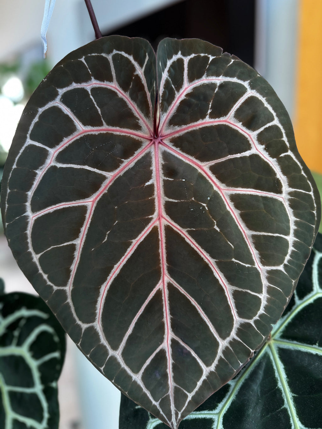 Anthurium Silver Blush x M - germinated seeds