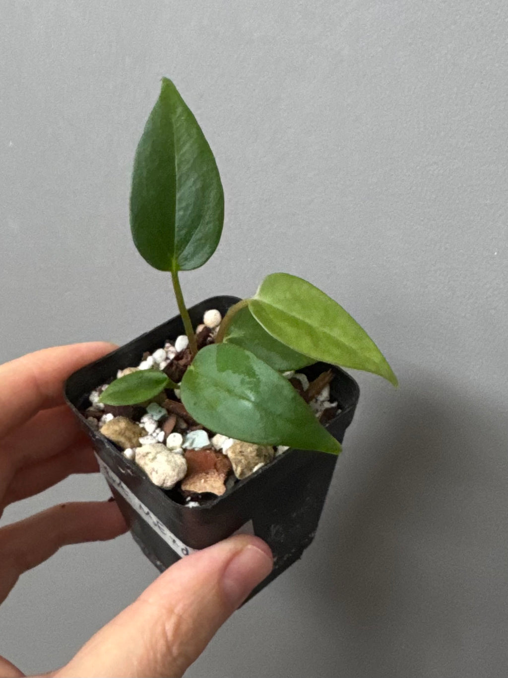 Anthurium portillae (NSE x Dorito) by max_aroids