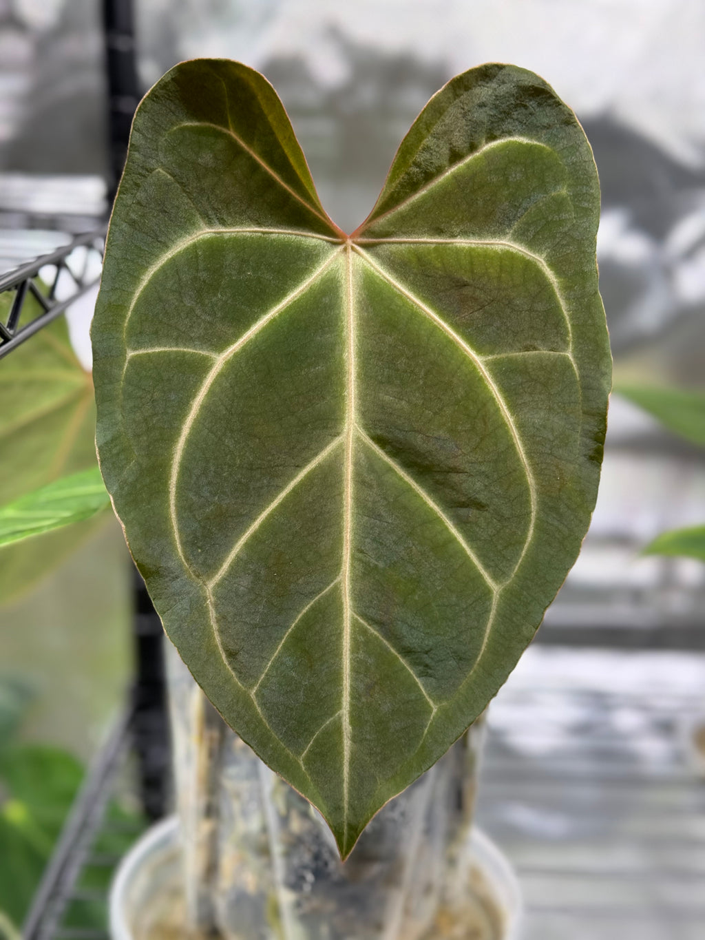 Anthurium besseae aff. x warocqueanum Esmeralda