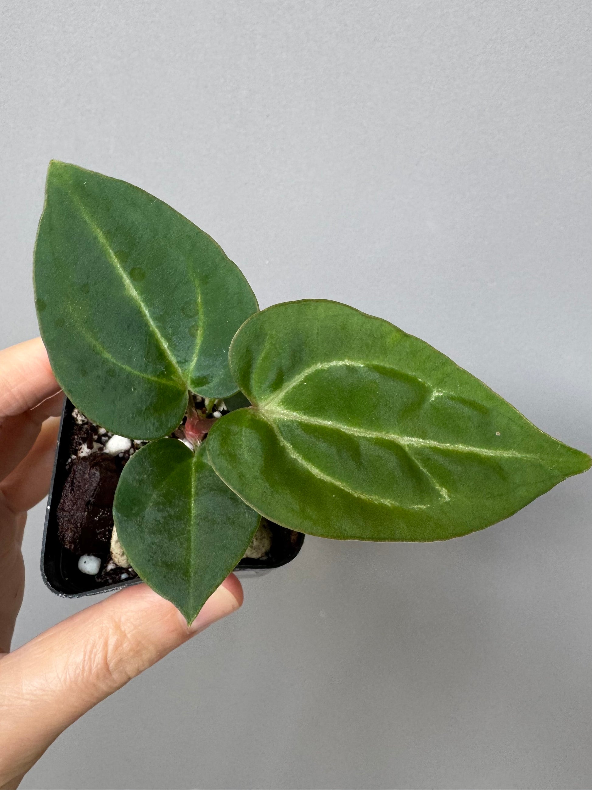Anthurium crystallinum x (NSE Red Crystallinum x Carlablackiae)