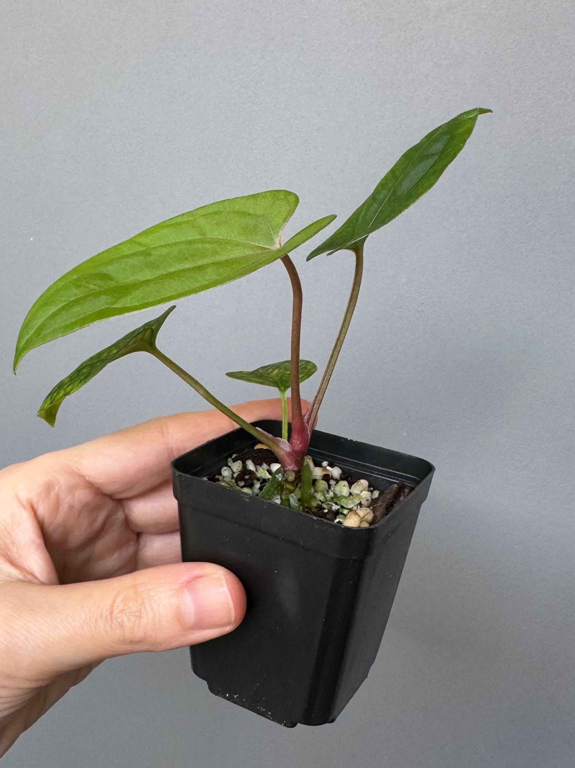 Anthurium ((BVEP x Portillae Dorito) x (Dark Phoenix x Goliath)) x (Fort Sherman x RVDP)