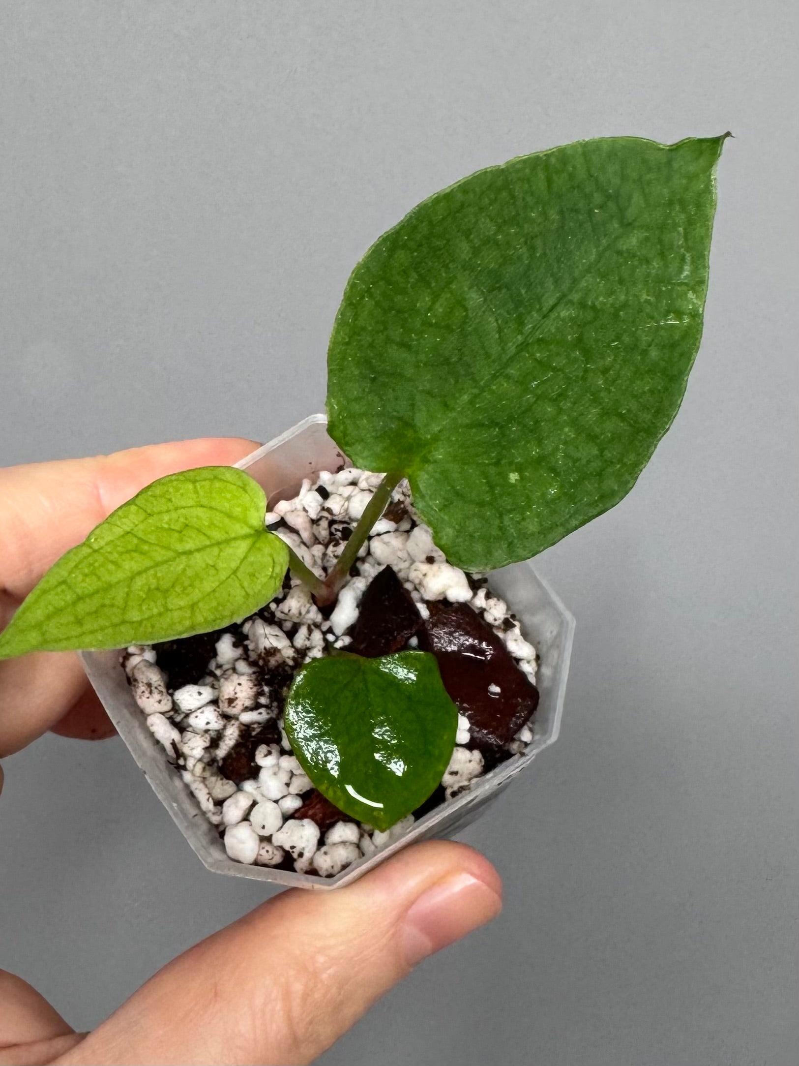 Anthurium ((papillilaminum Ralph Lynam x Fort Sherman) x carlablackiae) X RVDP