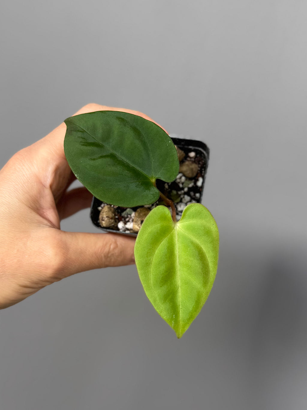 Anthurium Papillilaminum round x Darkest Panama (by 4aroids)