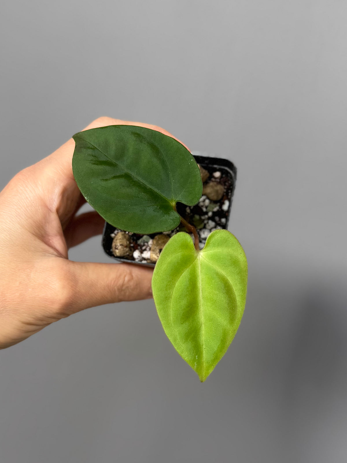 Anthurium Papillilaminum round x Darkest Panama (by 4aroids)