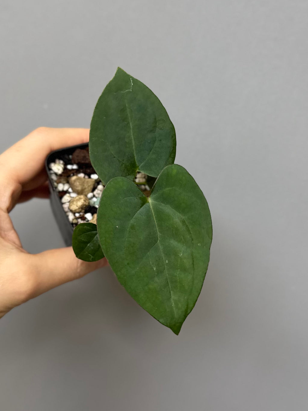 Anthurium (AOS x Carla) x RVDP
