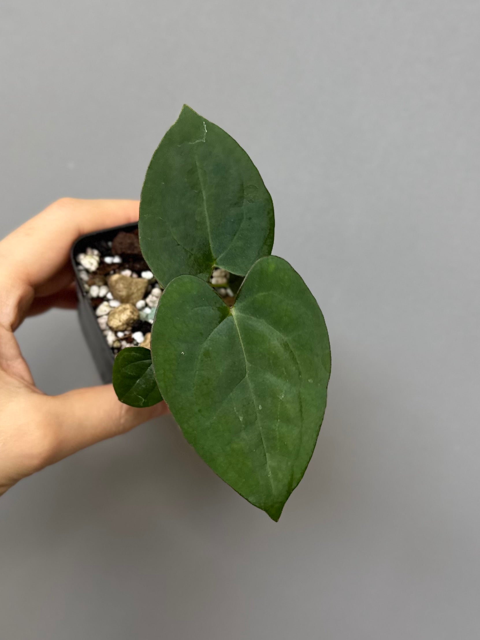 Anthurium (AOS x Carla) x RVDP