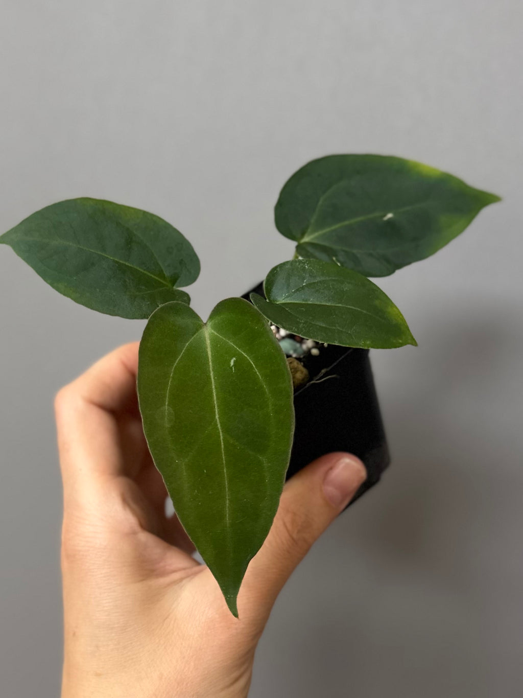 Anthurium (AOS x forgetii) x (NSE Red Crystallinum x Carlablackiae)