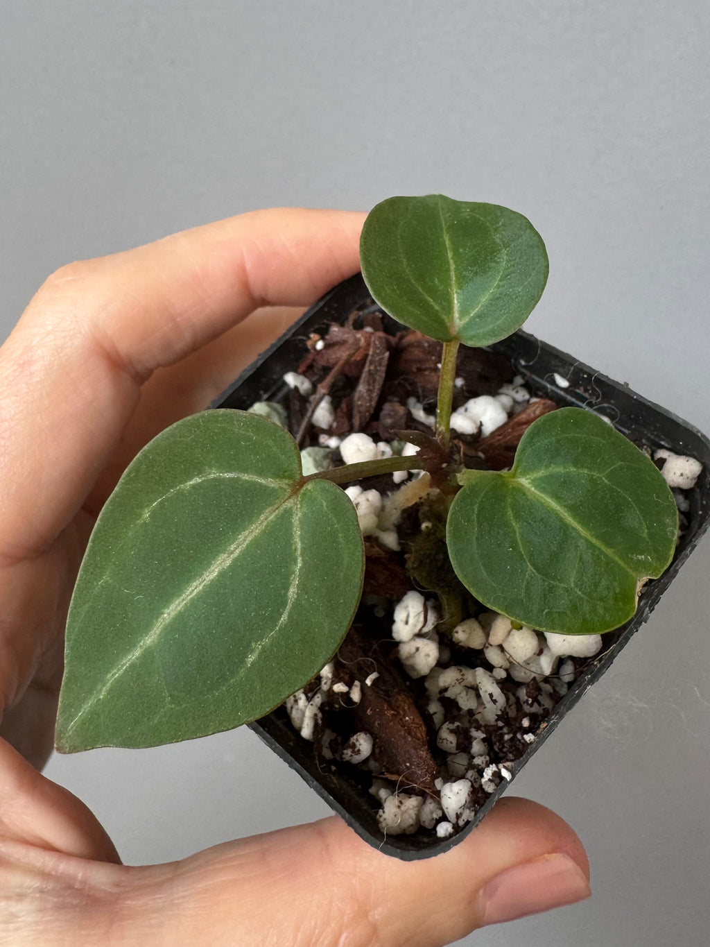 Anthurium Crystallinum Select Color x Michelle