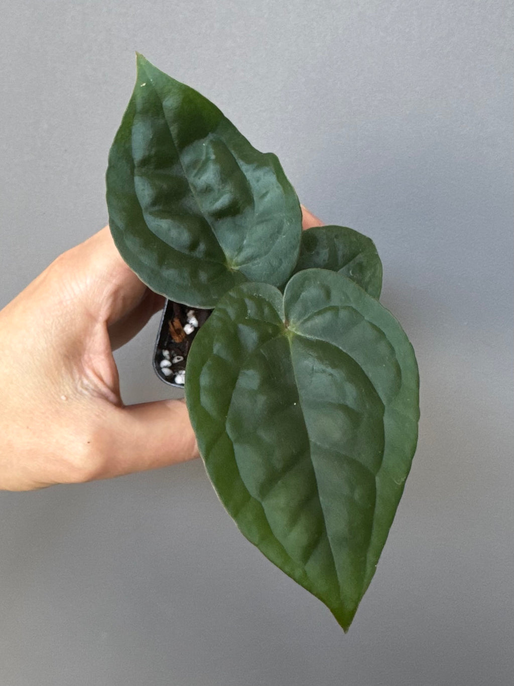 Anthurium ZxM x luxurians