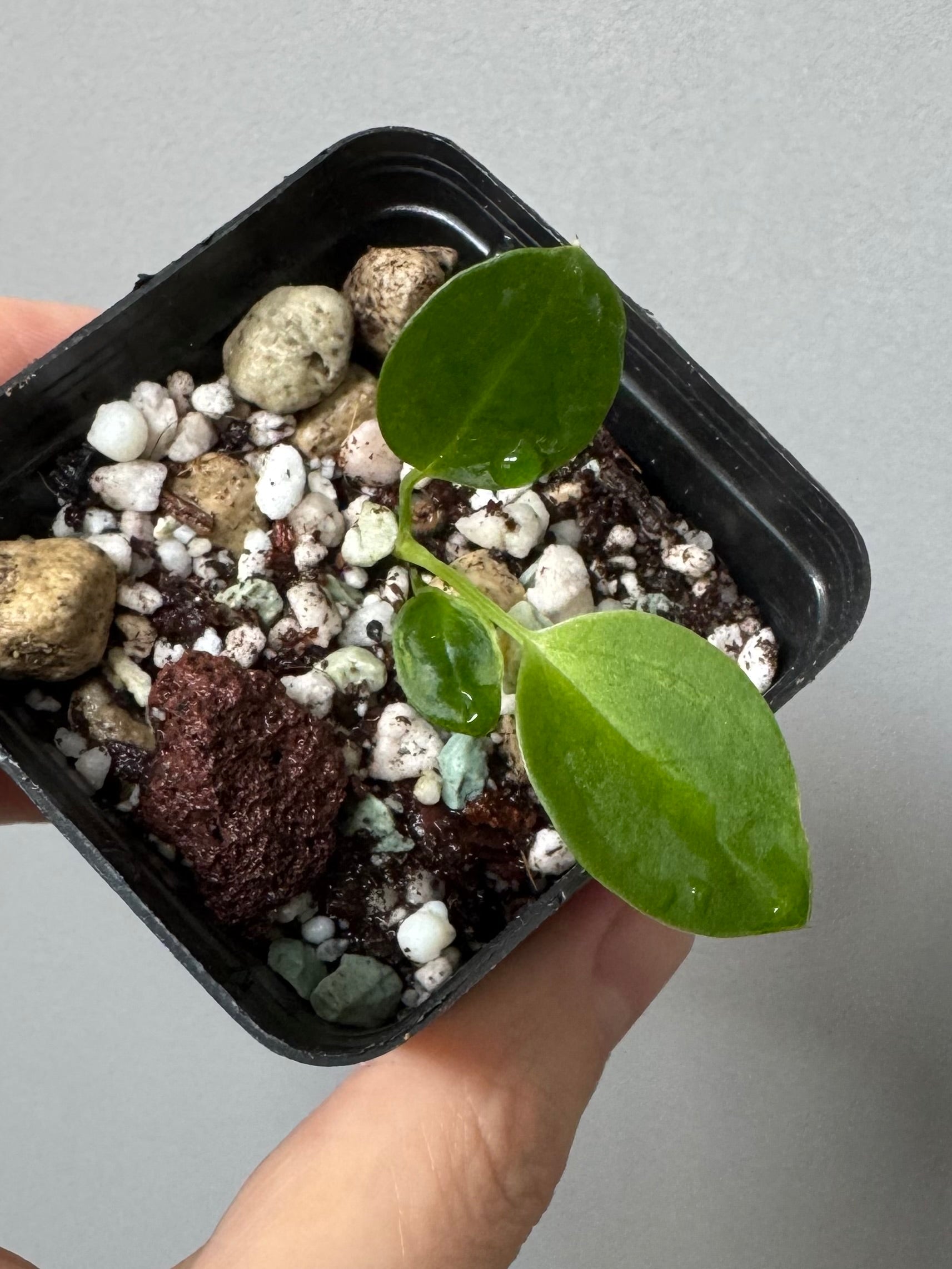 (Papillilaminum Daniel x Besseae aff.) X warocqueanum