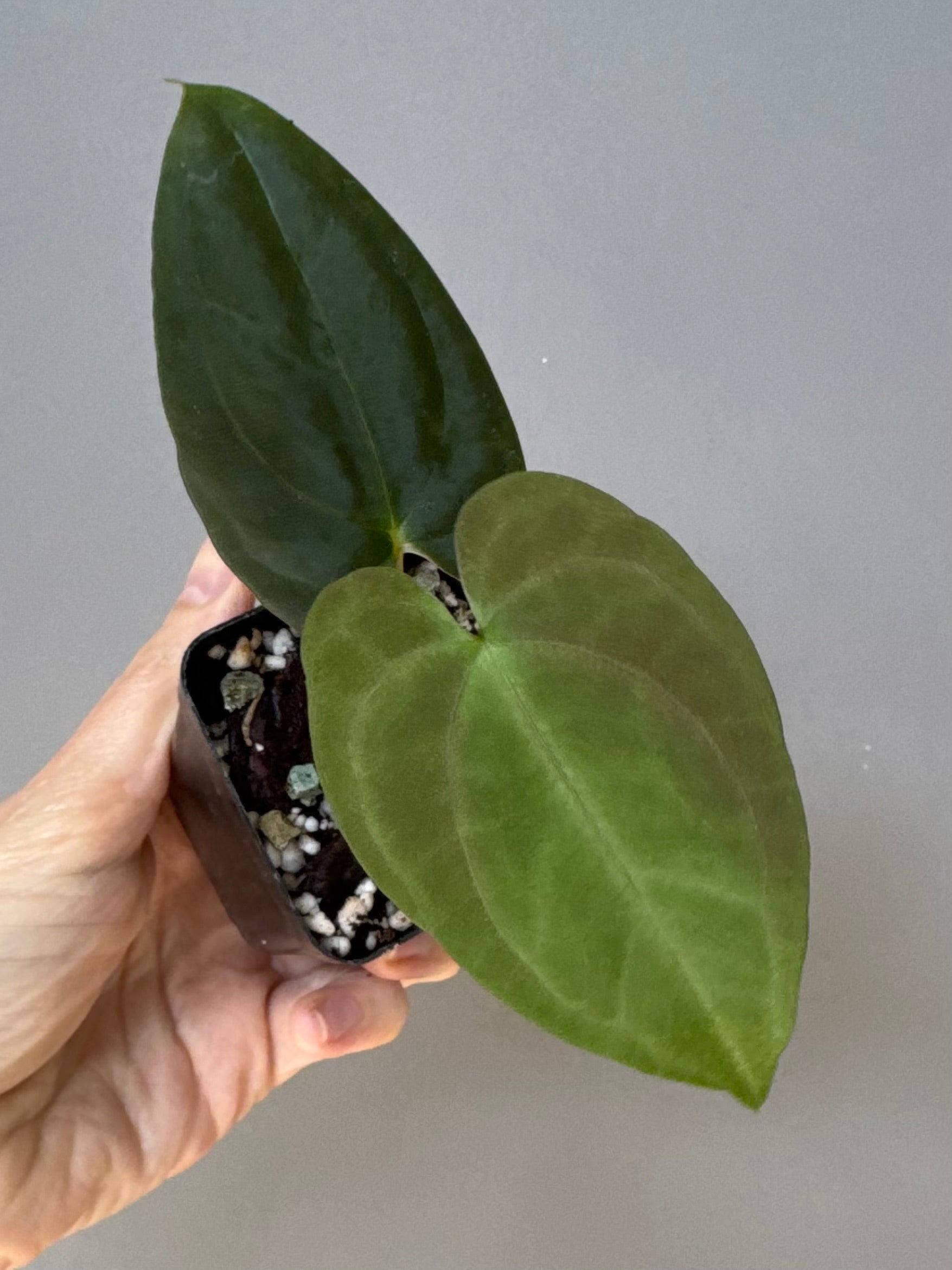 Anthurium Dark Phoenix xself