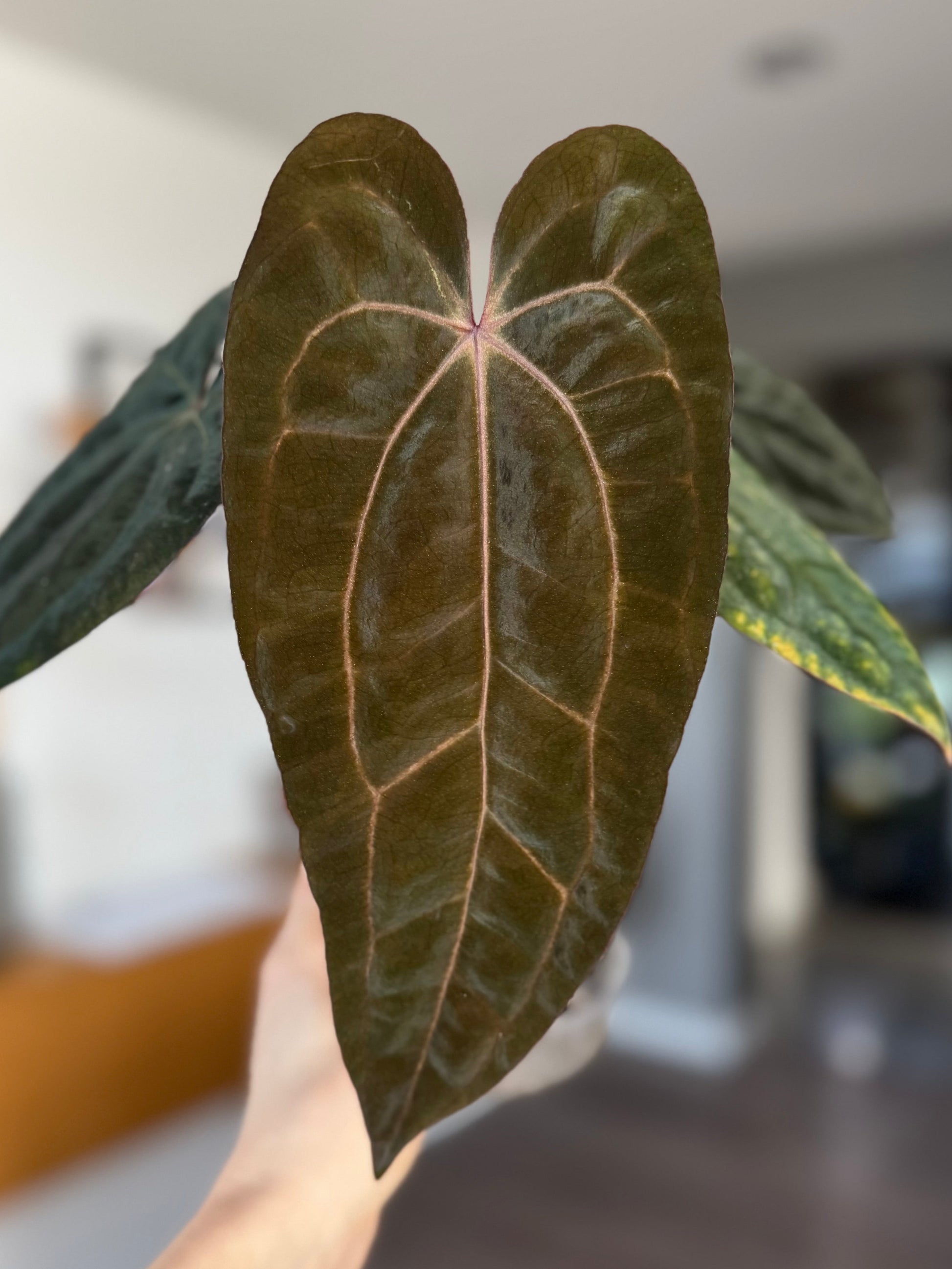 Anthurium RVDP x Carlablackiae