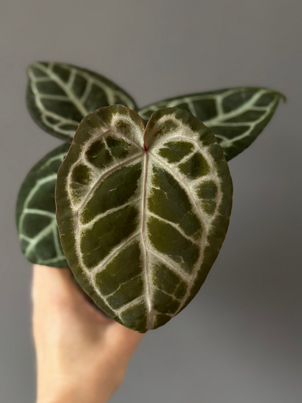 Anthurium Pink Wonderboy (Scott) clone