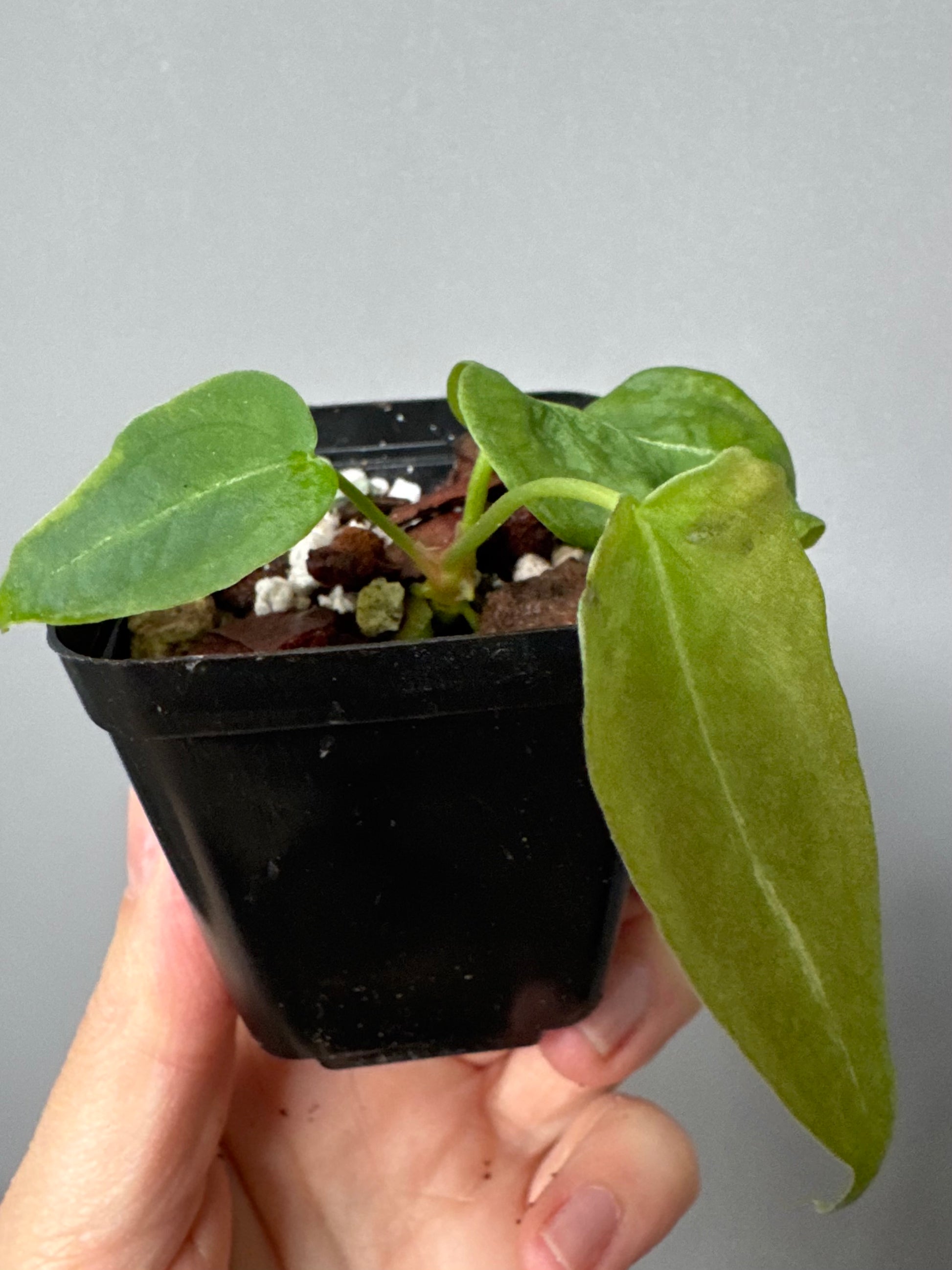 Anthurium forgetii long form
