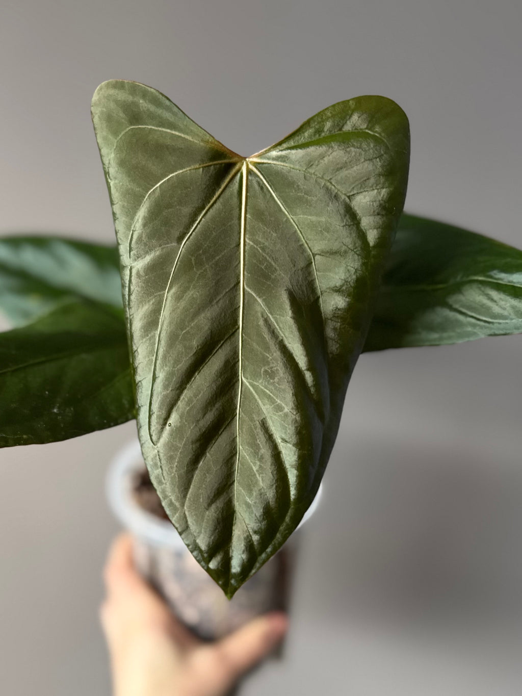 Anthurium Mr. Worldwide x (RG dress x Carla ‘Amanda’) (#2)
