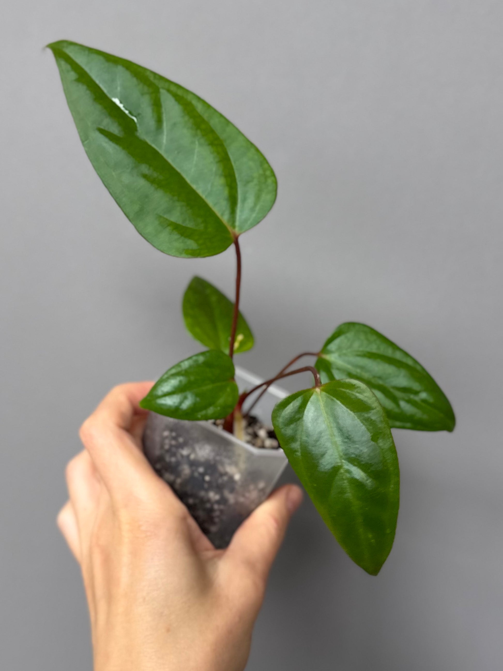 Anthurium Subsignatum x RVDP