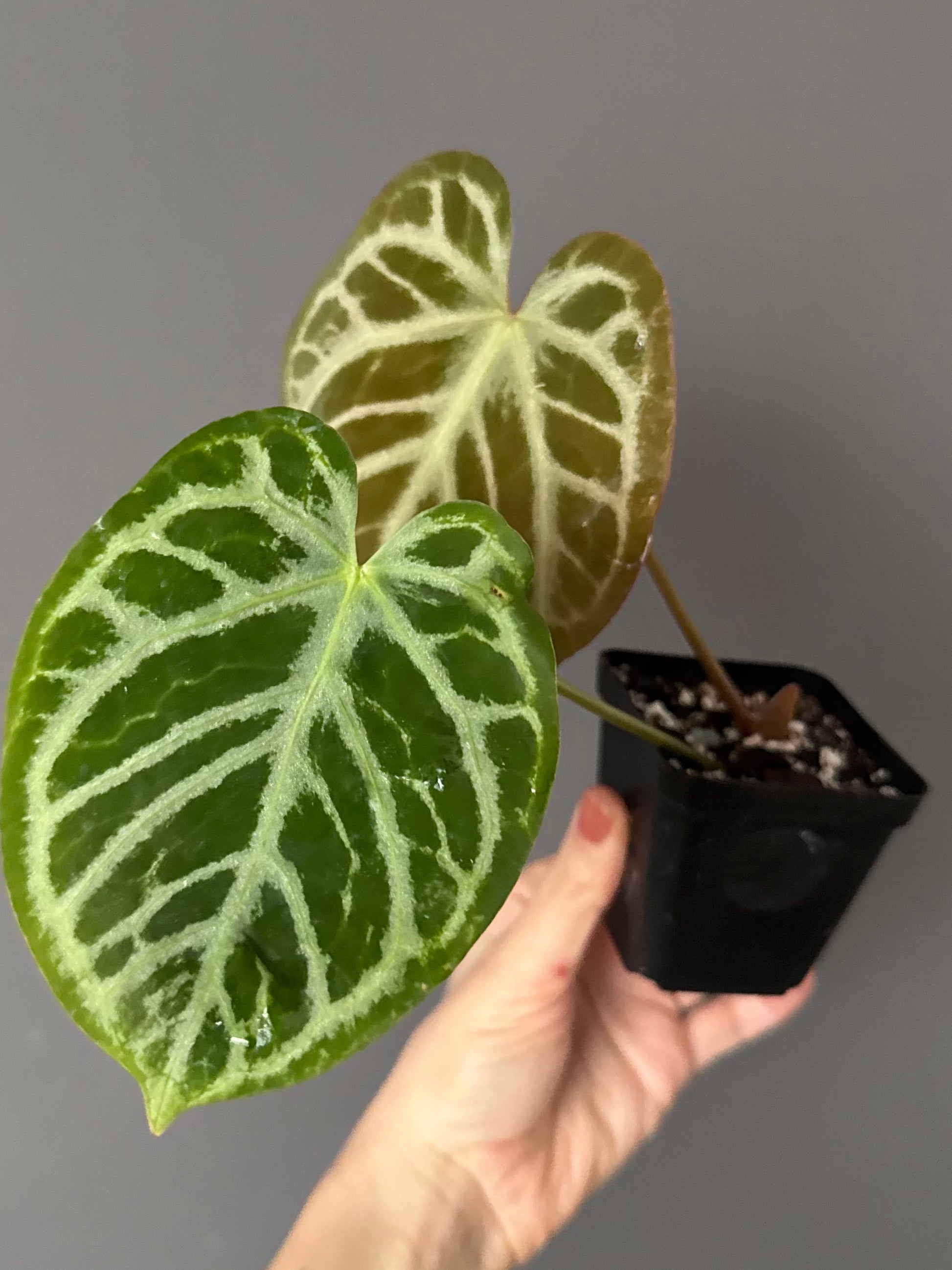 Anthurium Silver Blush