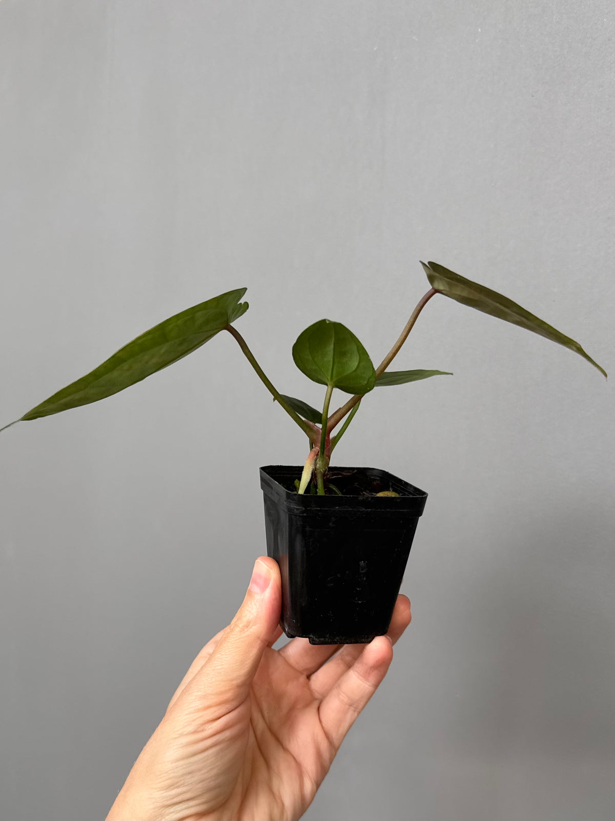 Anthurium SKG Silver x Carlablackiae Wu2 (by miss_aracea)