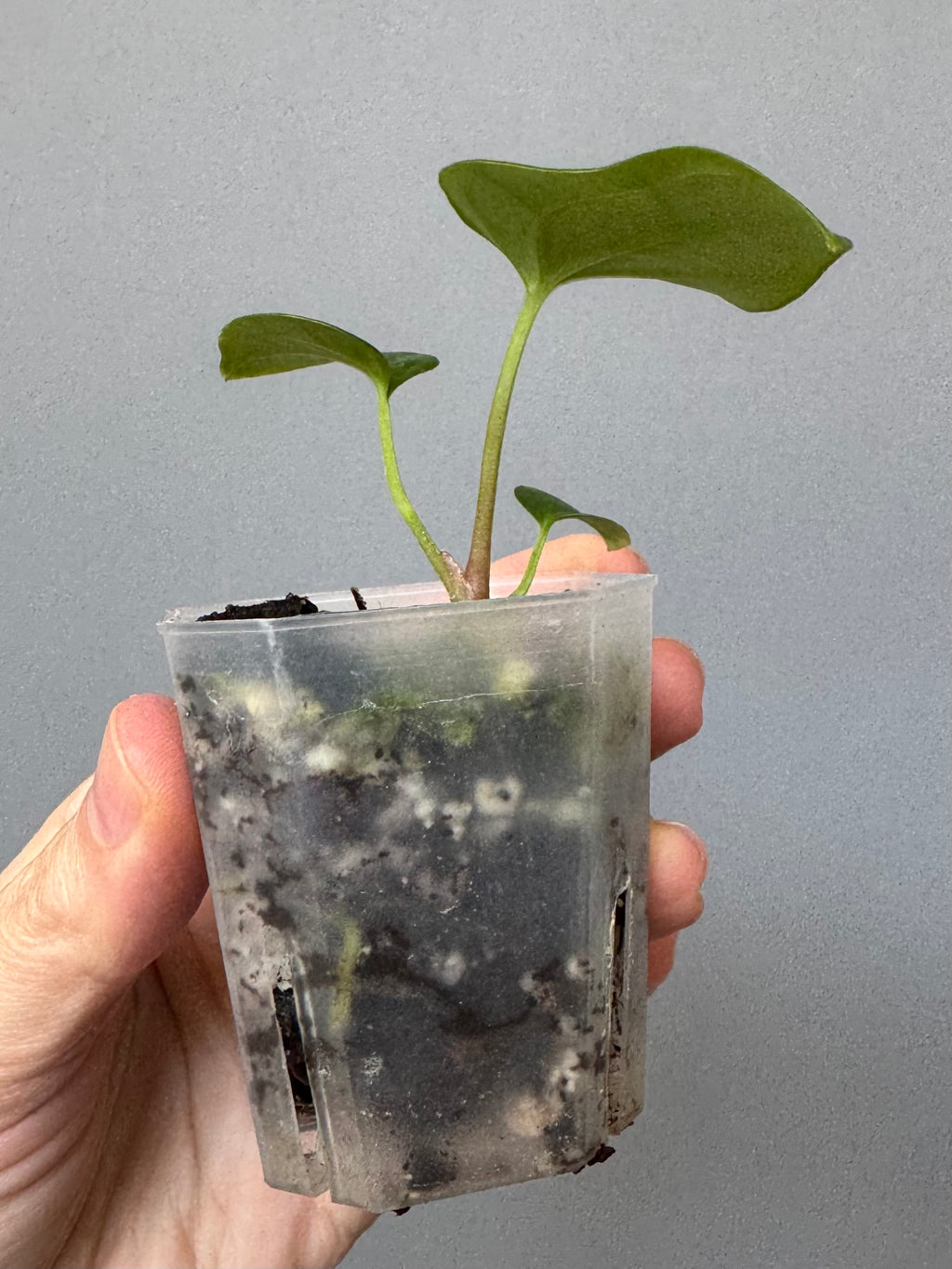 Anthurium carlablackiae Max2 (=select Wu1 xself) x debilis (maxaroids)