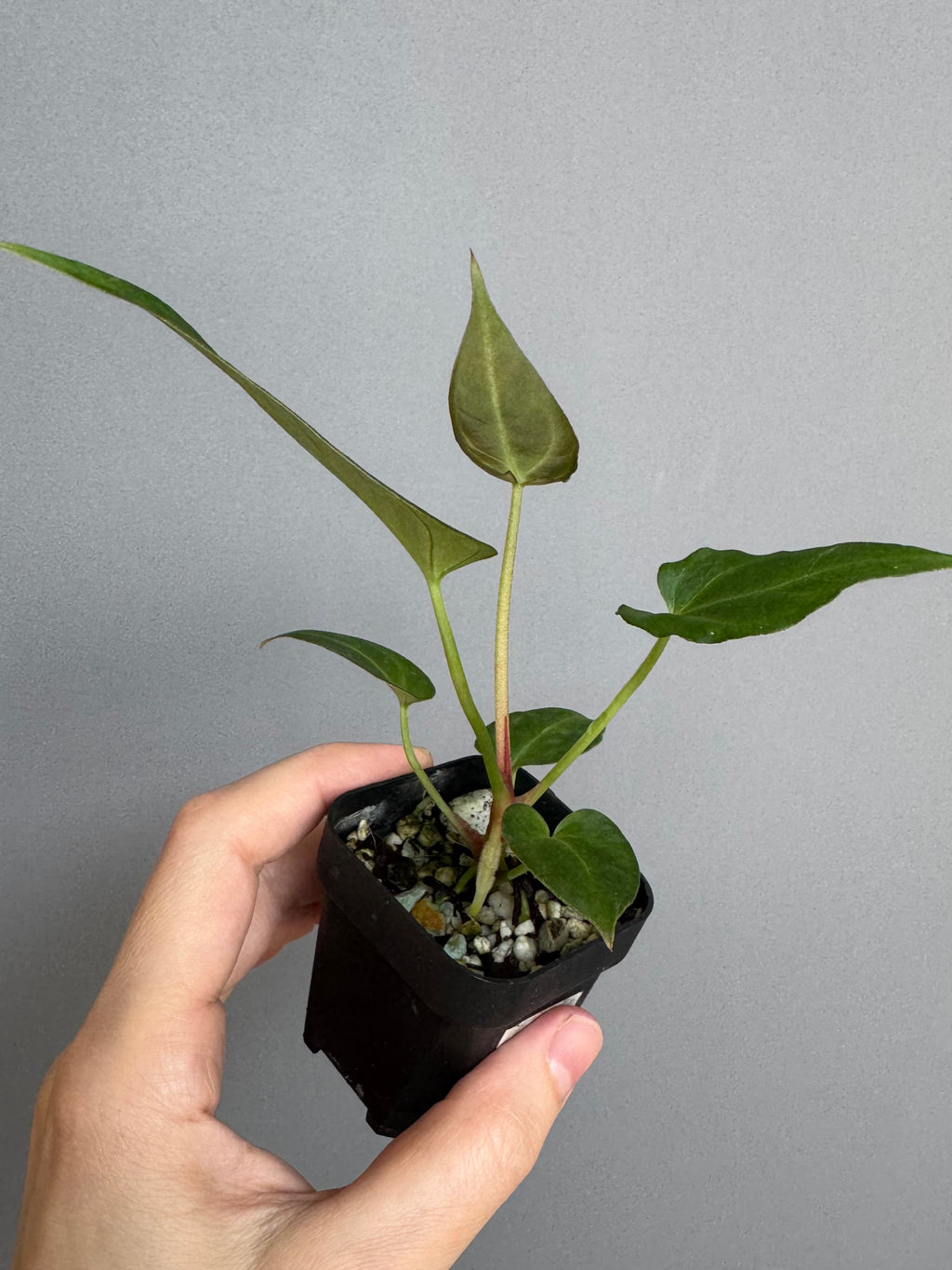 Anthurium (Magnificum x Crystallinum) x NoID