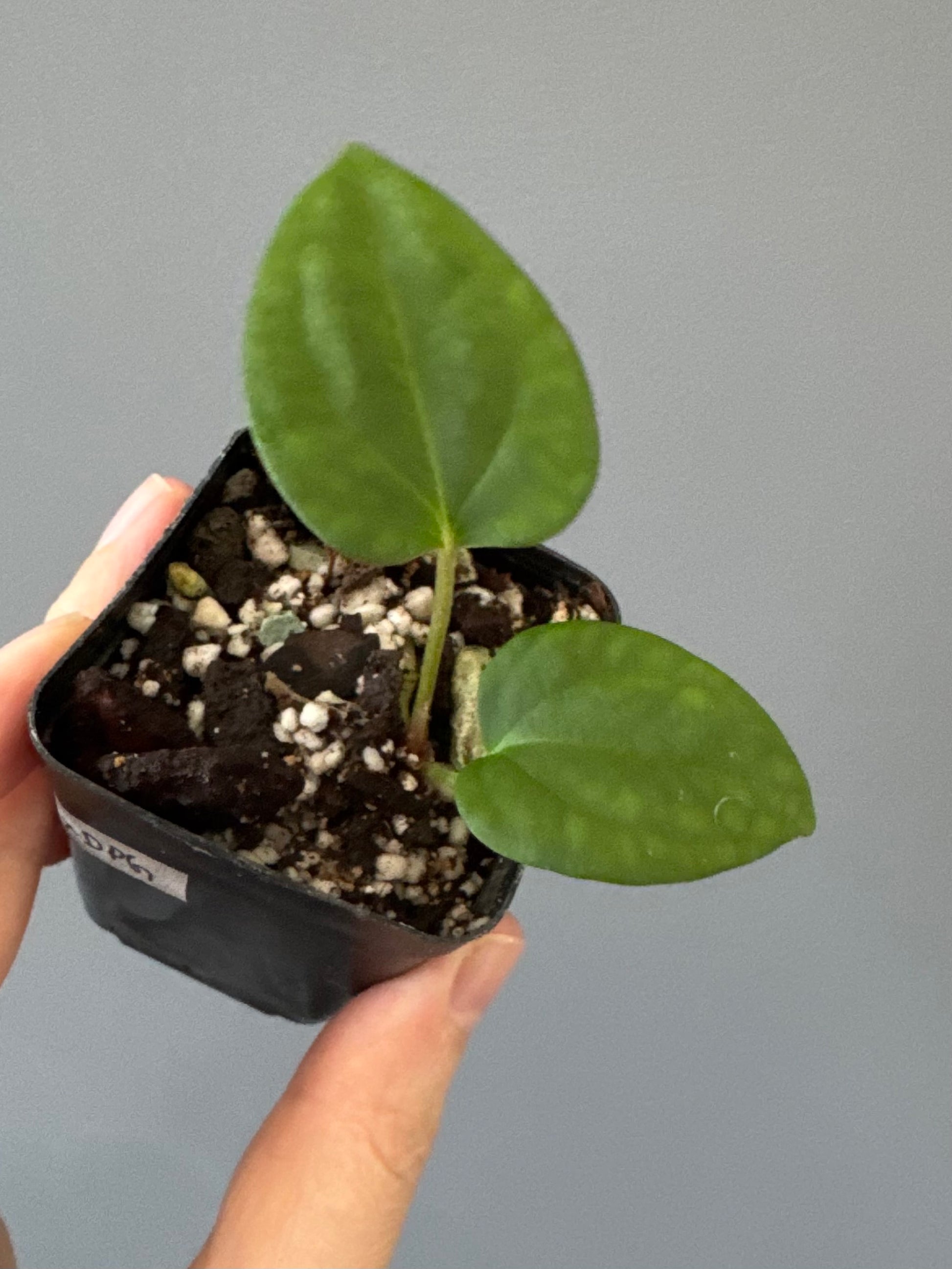 Anthurium (BVEP x port Dorito) x (Dark Phoenix x Goliath)