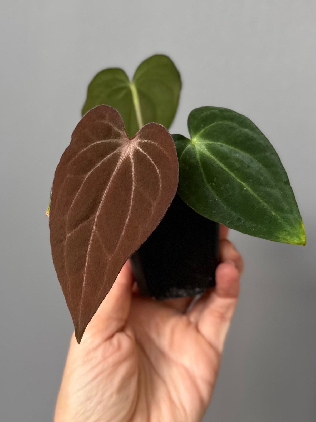 Anthurium ((RG Dressleri x Carlablackiae)xBVEP) X Carlablackiae C1 (‘Noir’)