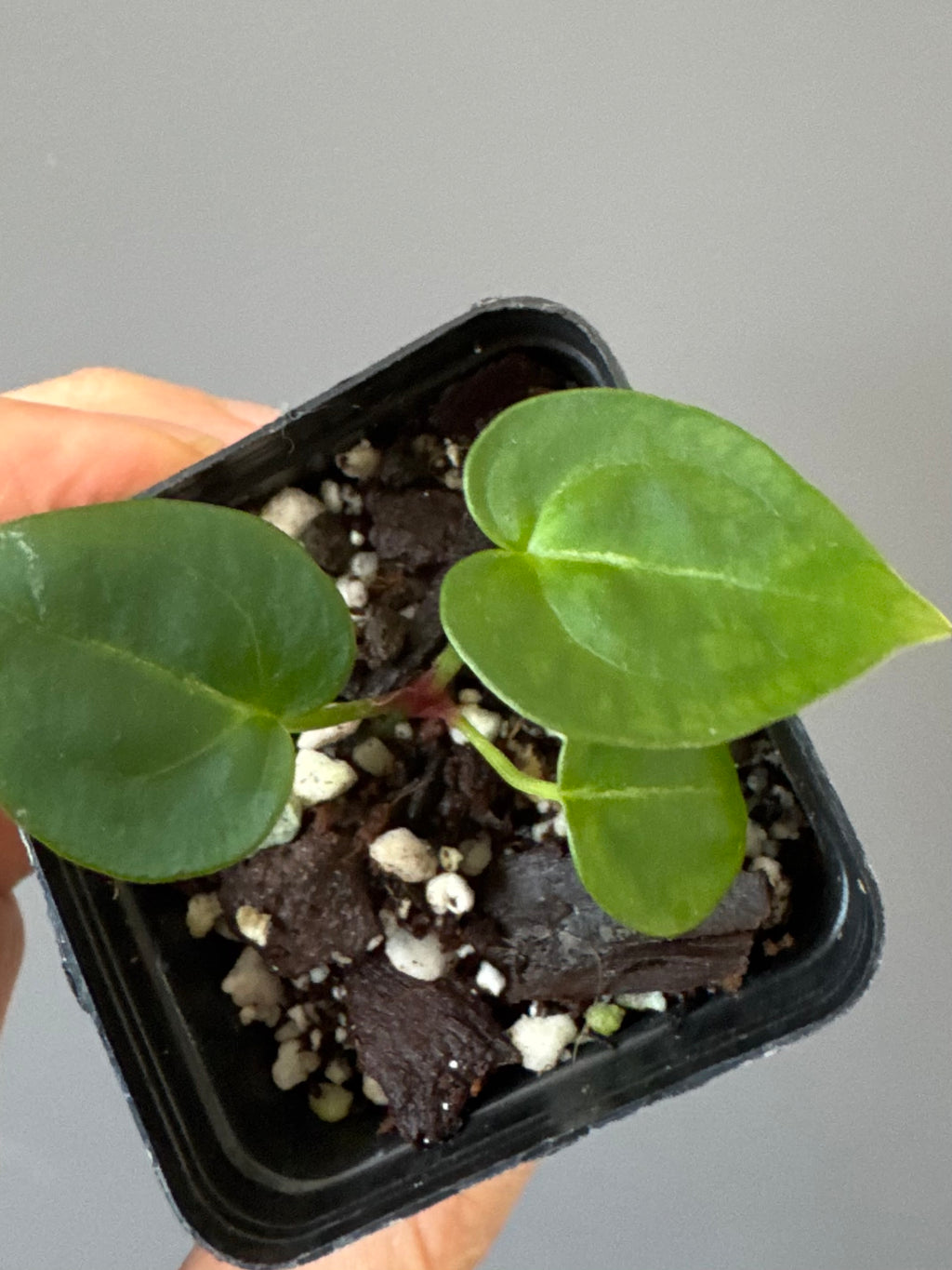 Anthurium crystallinumX
