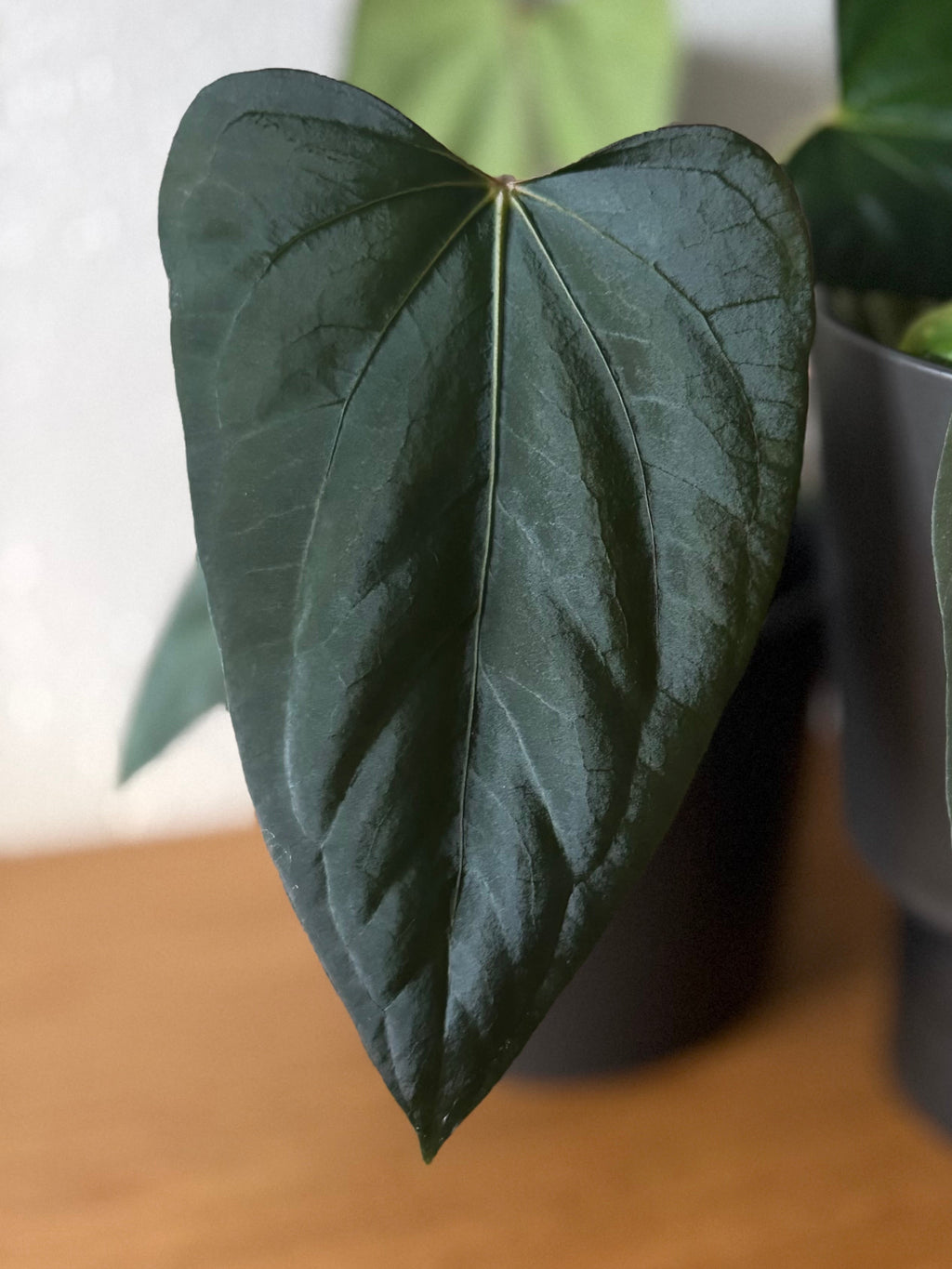 Anthurium Mr. Worldwide x (RG dress x Carla ‘Amanda’) (#2)