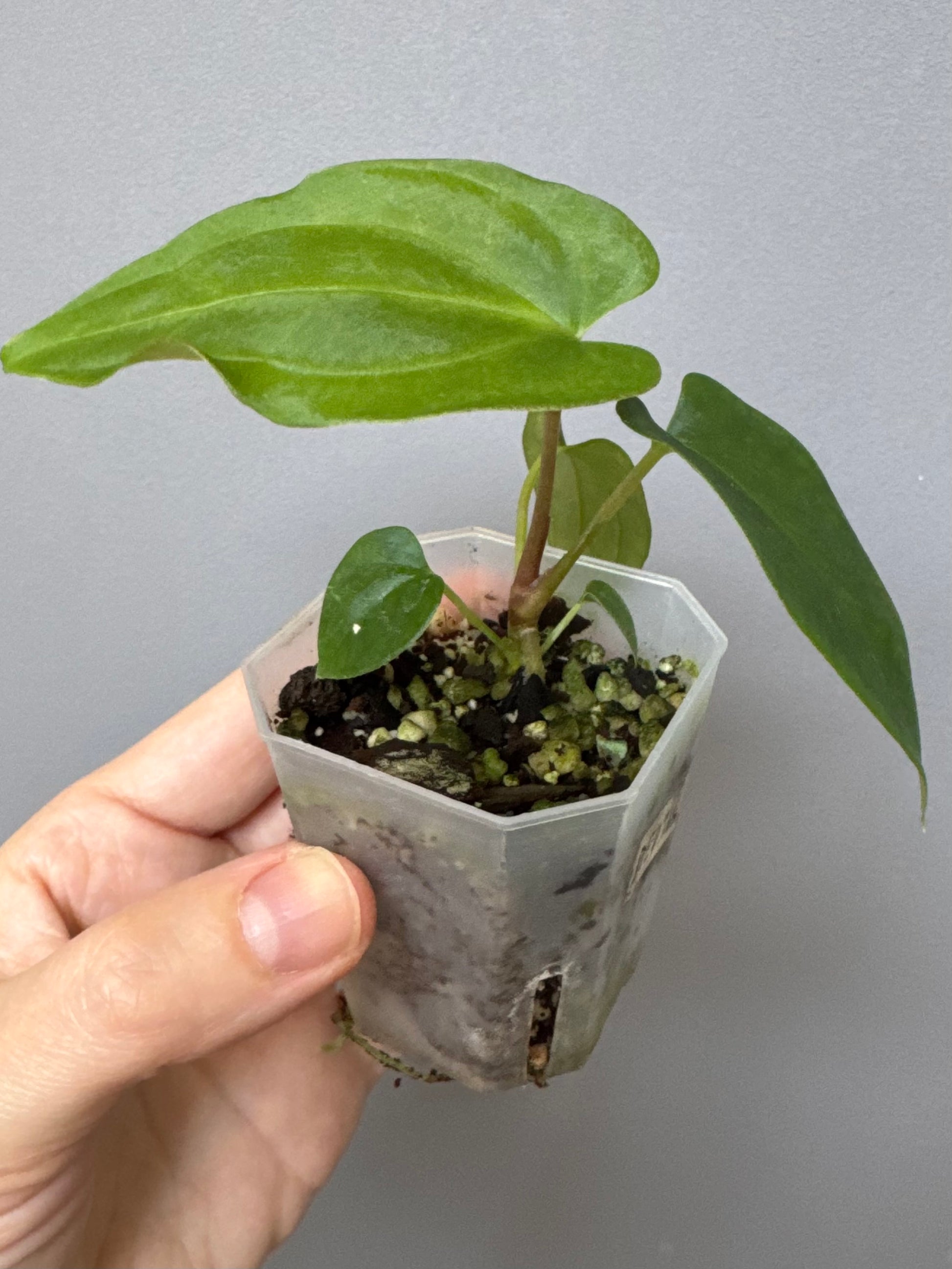 Anthurium BVEP ,Velvet Dream’ x ((round x Felix) x Felix) by thelonelysanctuary