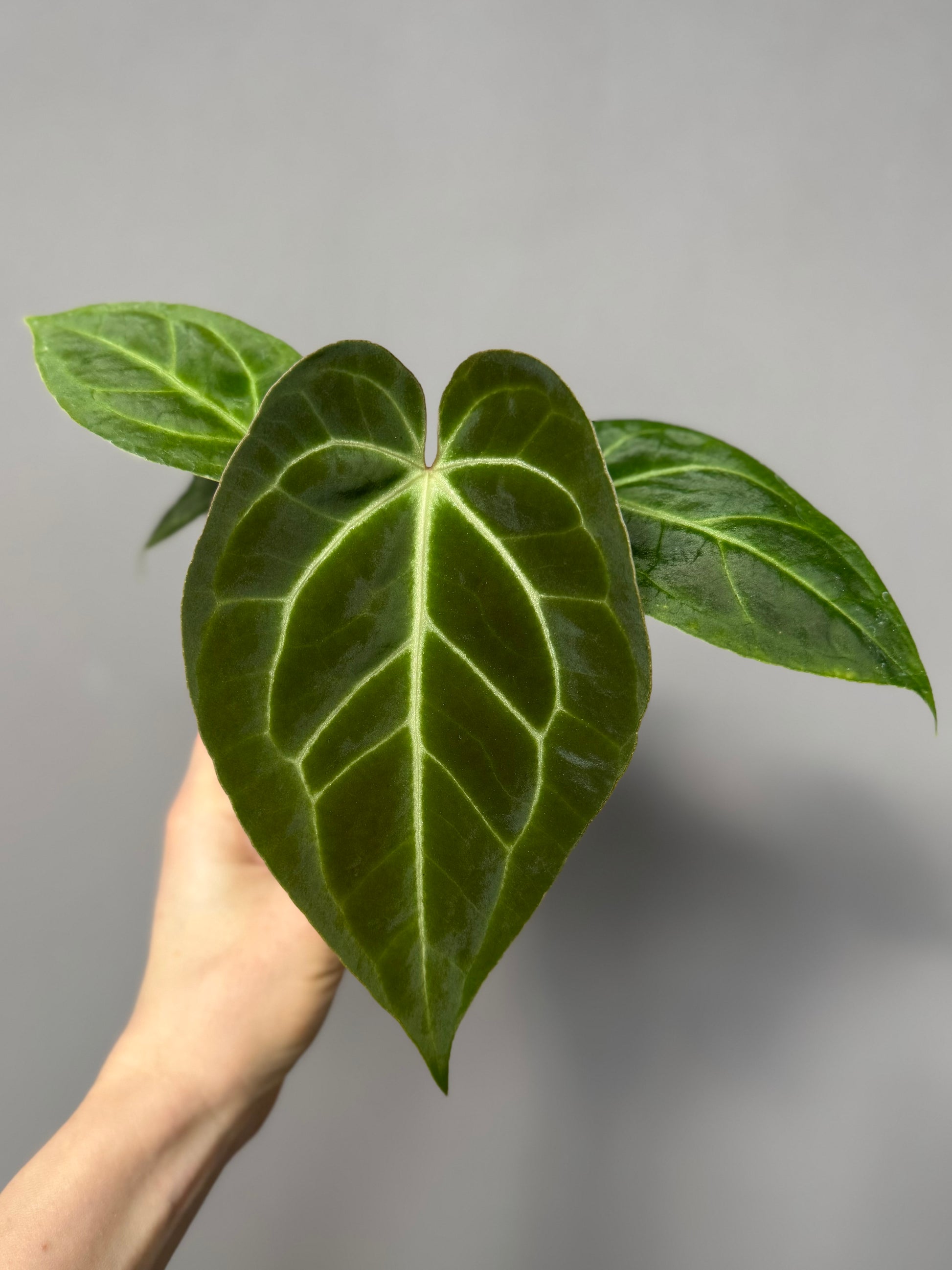 Anthurium magnificum x besseae aff.