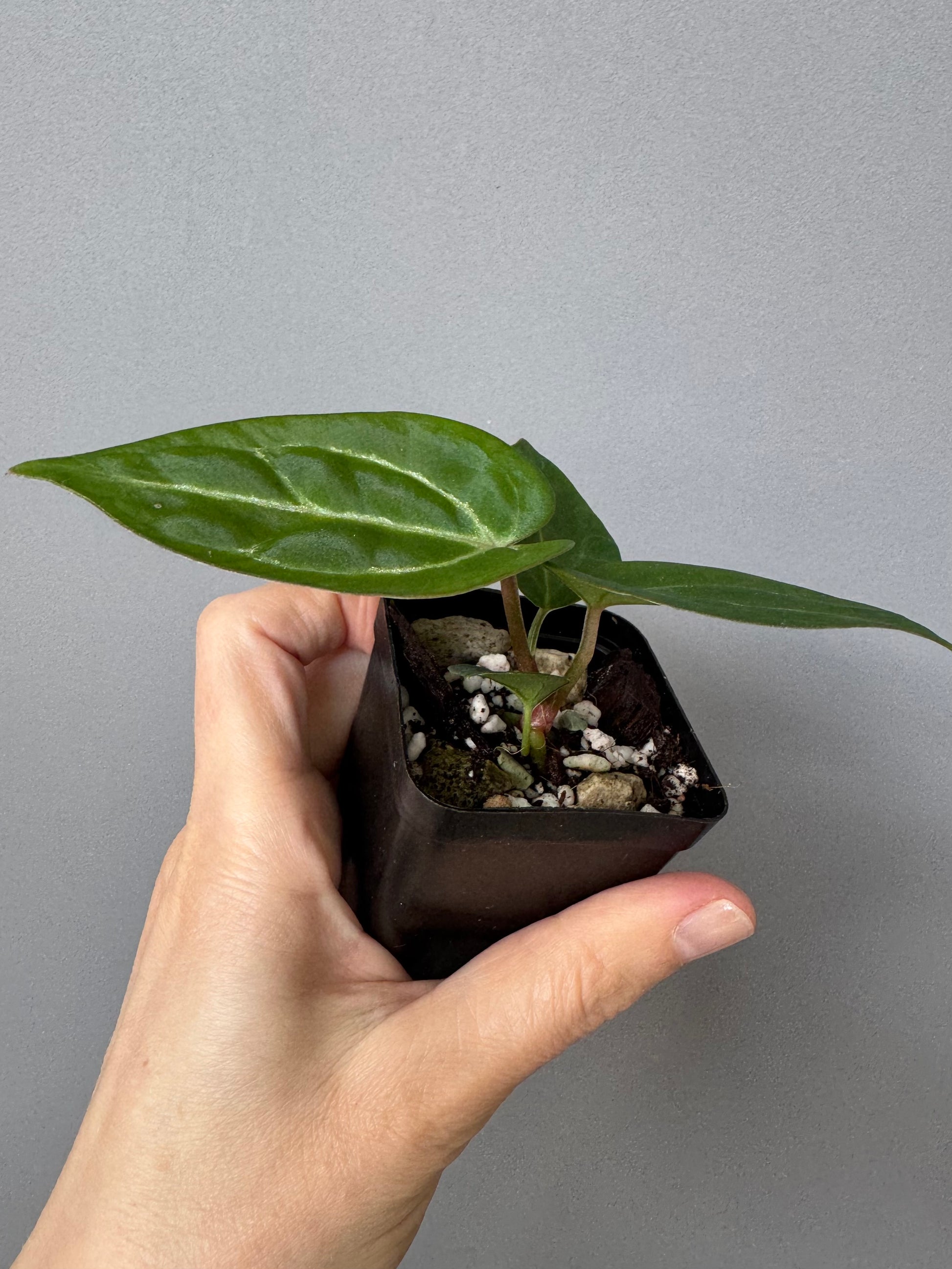 Anthurium crystallinum x (NSE Red Crystallinum x Carlablackiae)