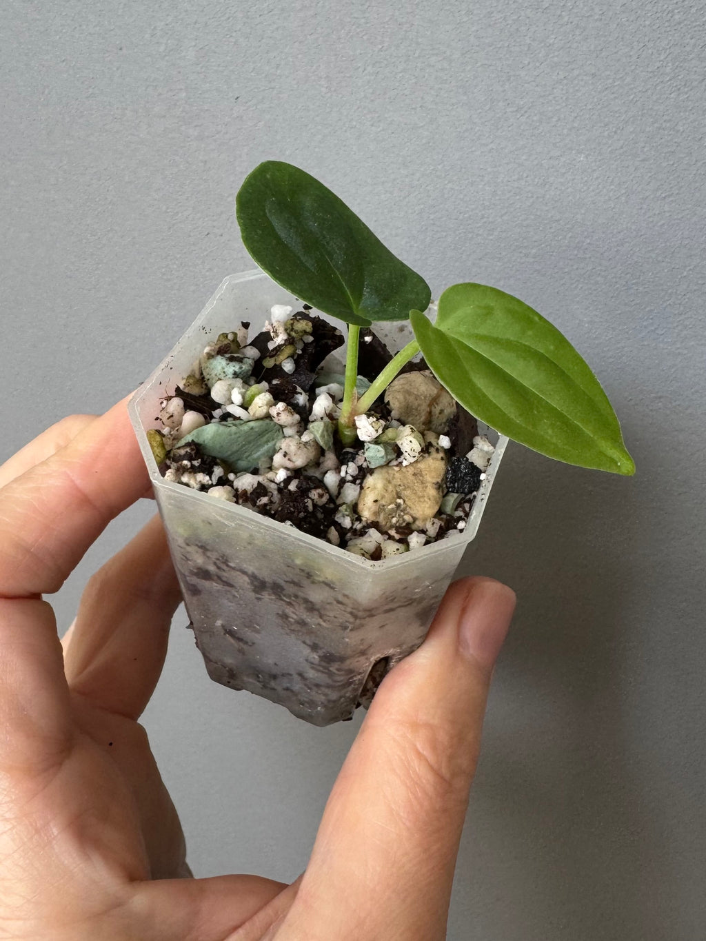 Anthurium BVEP round x RA1 ,P1’ x (Carlablackiae x BVEP) by greenyfeathers