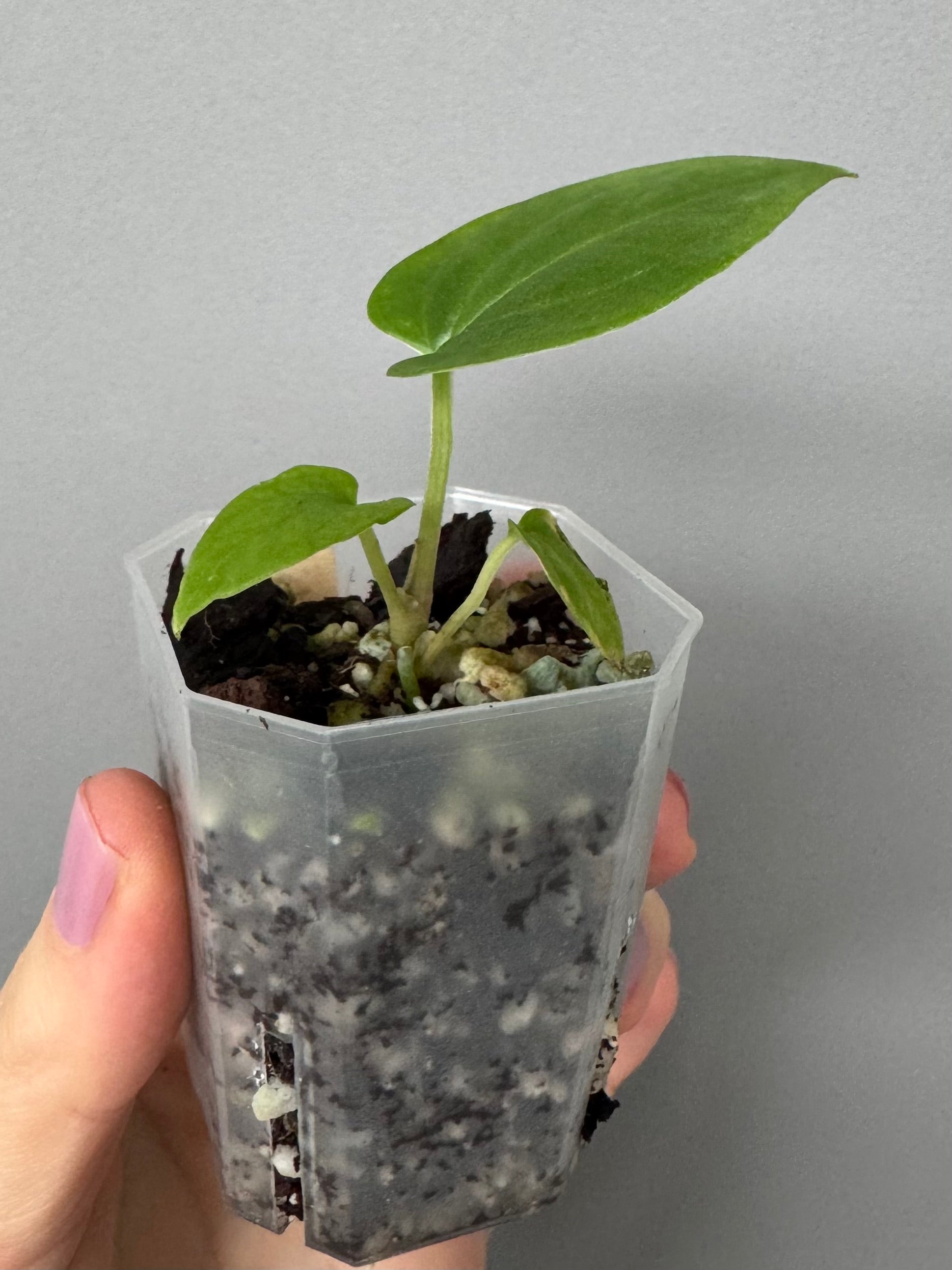 Anthurium kunayalense PM5 x PM3 (Grant)