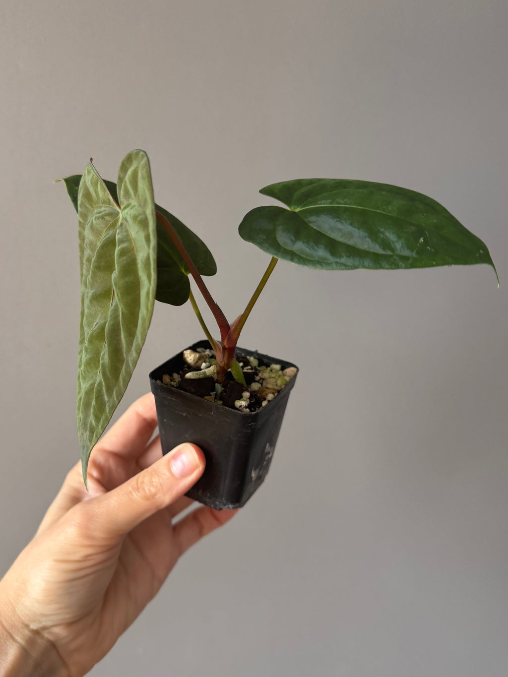 Anthurium Dark Phoenix xself