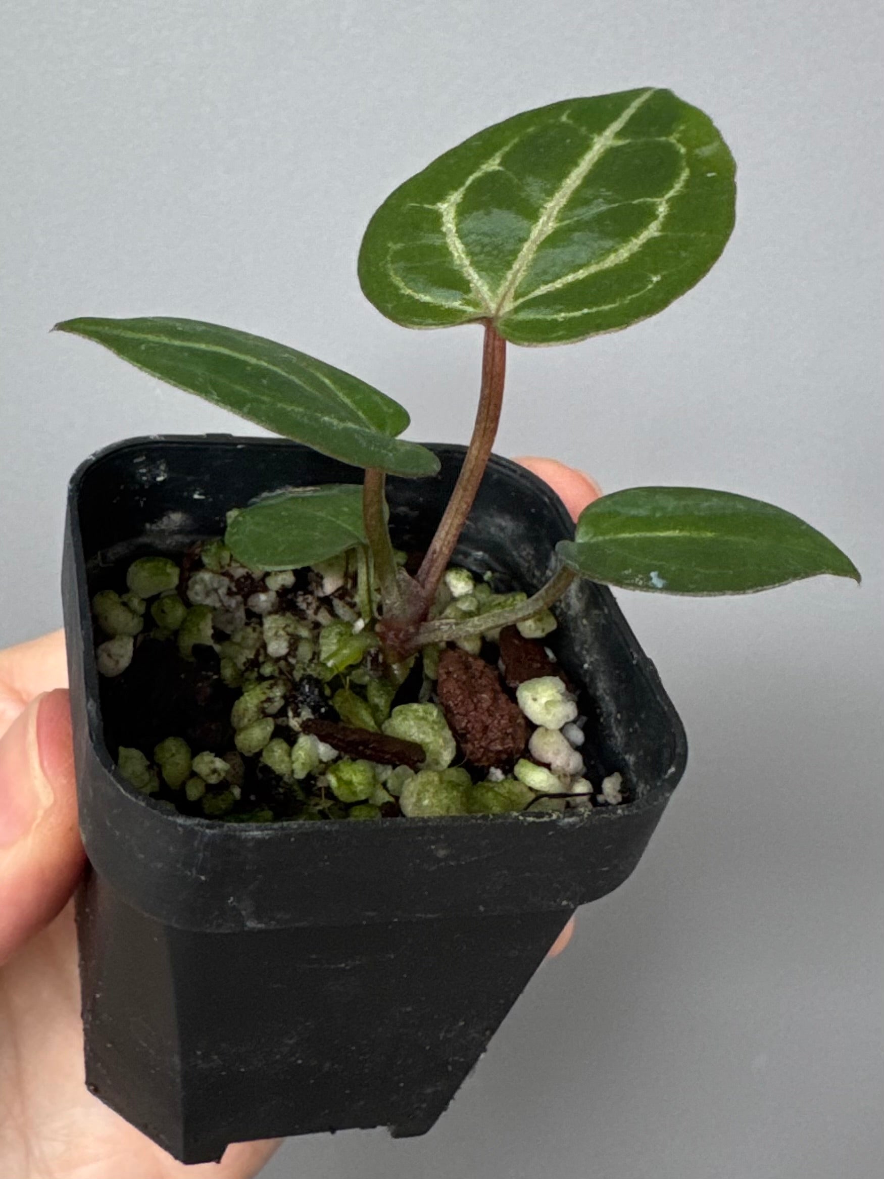 Anthurium Crystallinum Select Color x Michelle