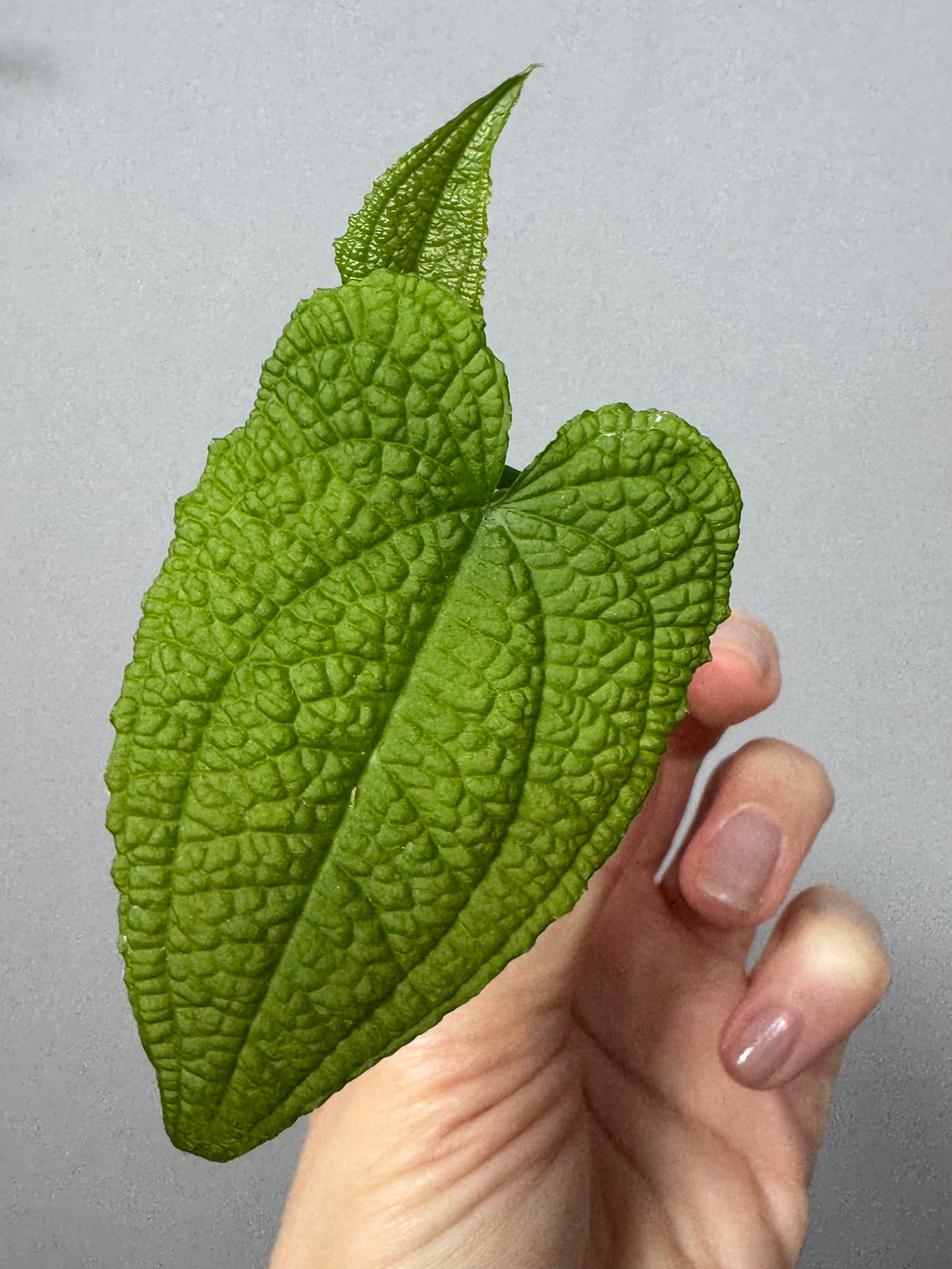 Anthurium clidemioides