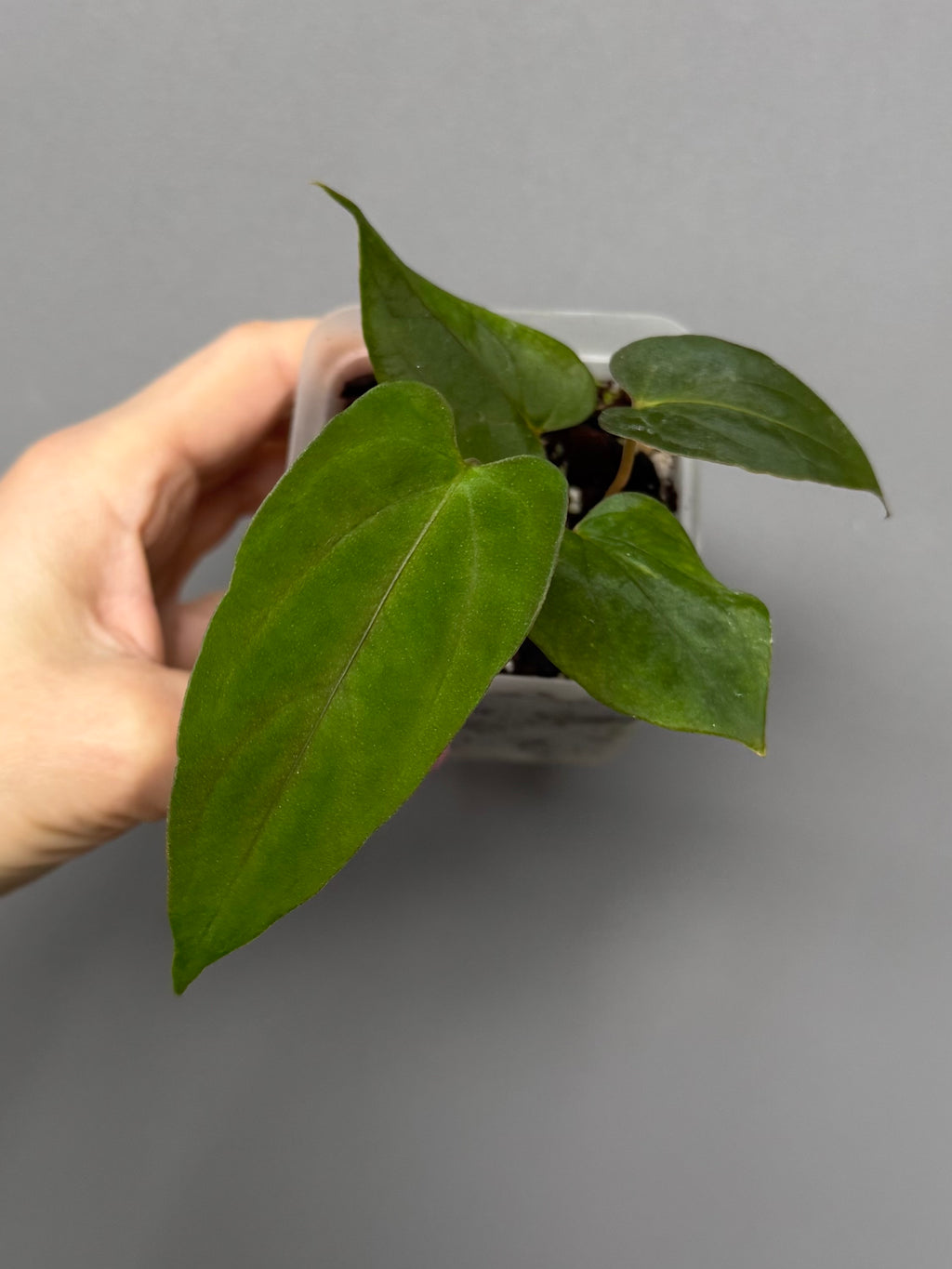 Anthurium papillilaminum ‚Fort Sherman‘ Klon (von abelia.plants)